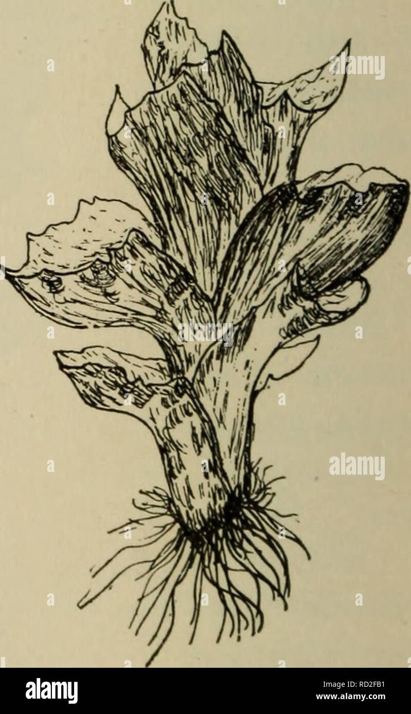. Elementare di botanica. La botanica. Fig. 190. Antheridium di foliose liverwort (giu- germannia).. Fig. 191. Foliose liverwort, pianta femmina con rhizoids. quadranti, parete formante quattro valvole, che si è diffuso al di là della disparità di asciugatura delle cellule, in modo che le spore sono libere, come mostrato in fig. 194. Alcune delle cellule all'interno della capsula de- velop elaters anche qui come pure le spore. Questi sono illustrati in fig. 196. 332, in questo impianto vediamo che lo sporofito rimane attaccato. Si prega di notare che queste immagini vengono estratte dalla pagina sottoposta a scansione di immagini che possono essere state migliorate digitalmente per Foto Stock