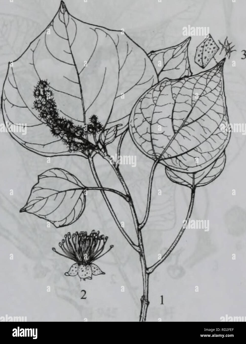 . Da bie shan zhi wu zhi. botanica. Ä'ä'ãå¤§aeç¦¾aeEuphorbiaccsc 665 8-11aeã äº§å¤§å"å±±åºéå¯¨å¤©å å¯¨åé©¬å'å²-ãçå-ae²³ç-å °ãçäºaeµ·ae1 000ç±³ä"¥ä'å±±å¡aeå±±è°·çä'ä'-ã ç§å di å"ae²¹ç40%ï¼å¯ä¾å·¥ä'åaeï¼èç®çº¤ç"'å¯ä¾ç¼ç"ï¼ae ¹è¯ç¨ï¼å¯ae²"ae ¢ae§èç ï¼å¶ae²"å¤¤ä¼ åºè¡ï¼ae¨aeä¾ç"ae¨å·¥ã 3.éae¡ï¼åç§ï¼ï¼å¾942) Mallotus japonicus ( Thunb. ) Muell. Arg. var floccosus ( Muell. Arg) S. M. Hwang å °ä¹ae¨aeçae¨ï¼é"24ç±³ãå"©aeãå¶aeåè±åºè½'åå¯è¢"è¤è²aeç¶ae¯ãå¶äºçï¼å°aeä'é¨ aeae¶è¿å¯¹çï¼å½¢¶ç å¤åï¼åµå½¢ãåµåå½¢aeè±å½¢ï¼é¿5  11åç±³ï¼å®½3  11åç±³ï¼é¡¶ç"¯ae¥å °aeae' å °ï¼åºé¨åå½¢aeae¥å½¢ï¼å ¨ç¼ï¼ä'è£ae3è£ï¼ä'é¢ae ae¯ï¼ èé¢çè¢"aeç¶ç²ae¯åae£çae©çº¢è²è ºç¹ï¼åºåºè Foto Stock