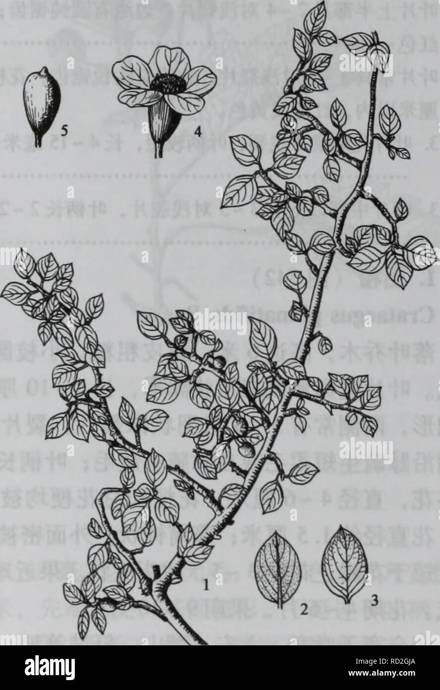 . Da bie shan zhi wu zhi. botanica. Å¾740ae¯ç °ae'å- å¾741å¹³aeae'å- 1.å¹¼aeï¼2.å¹¼aeï¼3.aeä'ae®µï¼ç¤ºaeå¶ 1.aeaeï¼2.å¶èé¢ï¼3.å¶è ¹é¢ï¼4.è±ï¼ 2.å¹³aeae'å-ï¼å¾741) Cotoneaster horizontalis Decne è½å¶aeåå''ç"¿åçae¨ï¼é"ä'è¶ è¿50åç±³ï¼aeae°' å¹³å¼å¼ aeae'é½ä'¤åç¶ ae å¶çè¿åå½¢aeå®½. Si prega di notare che queste immagini vengono estratte dalla pagina sottoposta a scansione di immagini che possono essere state migliorate digitalmente per la leggibilità - Colorazione e aspetto di queste illustrazioni potrebbero non perfettamente assomigliano al lavoro originale.. zi xing zhong zhang ding cheng. Zhong Guo lin ye chu ban she Foto Stock