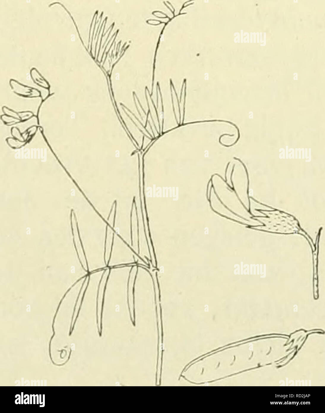 . De flora van Nederland. Piante. Vicia tetrasperma Fig. 810. Voorkomen in Europa en in Nederland. De impianto komt geheel in Europa op zandige, bebouwde plaatsen voor en è ook bij ons algemeen. V. tetrasperma i) Mnch. (Ervum tetraspérmum ') L.). Vierzaadwikke (fig. 810). Deze pianta è sterzata en bijna onbehaard. De stengel è klimmend, kantig, vaak vertakt. De bladen zijn 3-8-jukkig incontrato onvertakte di in 2en vertakte ranken. De blaadjes zijn lijnvormig-langwerpig, stomp di sputa, met een zeer klein stekelpuntje. De steunbladen der bovenste bladen zijn gaafrandig, semi-spiesvormig. De bloemen zijn g Foto Stock