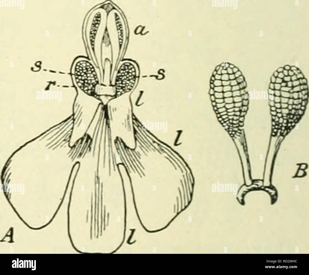 . De flora van Nederland. Piante. Anacamptis pyramidalis Fig. 529.. Anacamptis pyramidalis Fig. 530. A. Bloem, nadat alle bloemdekbladen beh. de labbro / zijn weggenomen. Un helmknop, s stempel, snaveltje r. B. De beide op een zadelvormige hechtklier zittende stuifmeelklomp- jes. 1) La van het Grieksche anakamptoo: ombuigen, omdat de zijdelingsche, buitenste bloem- dekdeelen afstaan. 2) pyramidalis = pyramidaal.. Si prega di notare che queste immagini vengono estratte dalla pagina sottoposta a scansione di immagini che possono essere state migliorate digitalmente per la leggibilità - Colorazione e aspetto di queste illustrazioni potrebbero non perfectl Foto Stock