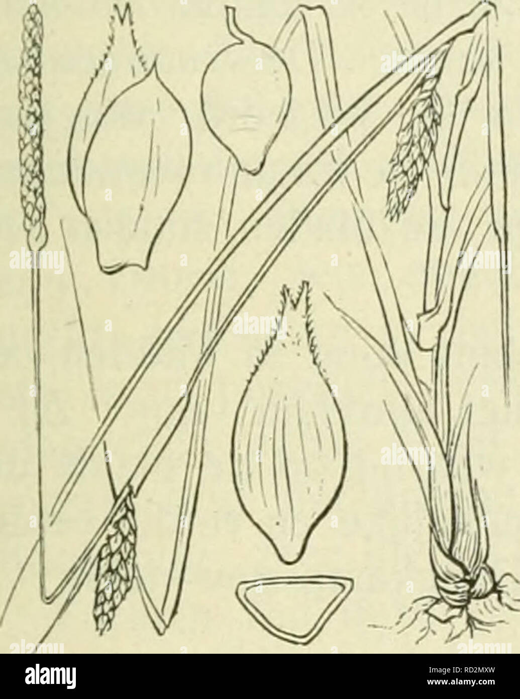 . De flora van Nederland. Piante. Carex strigosa Fig. 326. zaani anche ina als ile iinitjes. Deze (fiÂ". 32(5) zijn drickantit,'-Iancctvormitj;-ellipsoÃ¯discli, circa 3 mM lanj,', veelnervi.u, noiei(Jeliji&LT; in den zeer iiei&lt;notten snavel versmald. Het mannelijke aartje è los- bloemij;, smai, verlcn.ud, tof 5 cM lanf,', de kafjes zijn vaak iets bruinachtig'niet stevijje, groene middenstreep. De vruchten zijn zeer klein, nog niet 2 mM lang, eirond, driekanti.u. ^â . 6-10 dM. Mei, Juni. Voorkomen in Europa en in Nederland. De impianto komt in Midden-Europa verspreid in bosschen op vochtige p Foto Stock