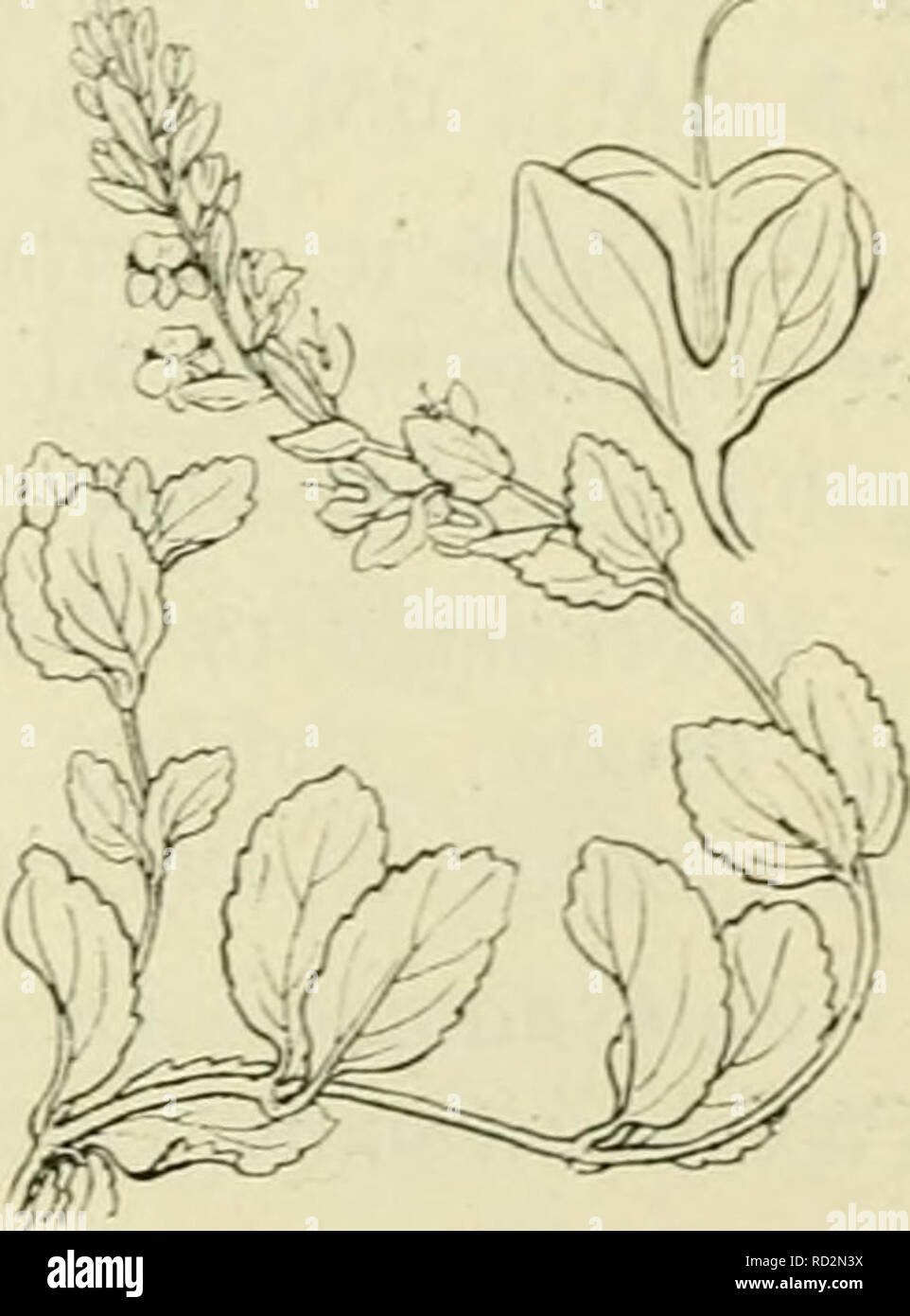 . De flora van Nederland. Piante. Veronica spicata Fig. 195. V. spicata") L. A;irec ri prijs (Ã¼m. 195). Deze soort verschilt van V. lonj,'ifolia . doordat de bladen hoo&GT;,'Sdecine 2 bijecnstaan, dat de bladen niet scherp liezaa^d. maar slechts j^ekarteld di stomp KL' za'i^d en aan den top K^'Tfrantliii zij" <^porta ri- dat alle bladachtijie deelcn een firijsj^roene kleur hebben. ^. 2-4 dm. JuniâAiiRiistiis. Voorkomen in Europa en in Nederland. De impianto essere- hoort thuis in Zuid- en op Oost-Huropa zonnijje heuvels en in dro.ire bosschcn en è bij ons bij Harderwijk en den nicnpns sevonden. Foto Stock