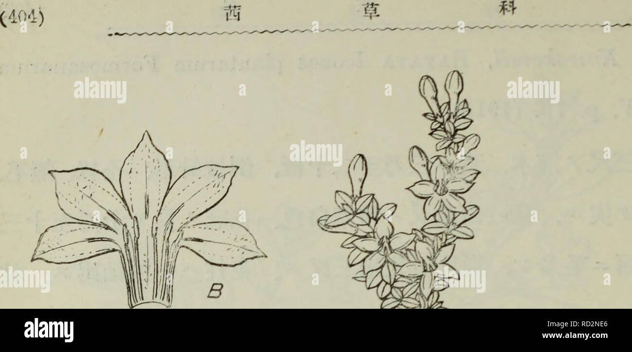 . Dai Nihon jumokushi. Alberi e arbusti. Ãäºç¾ãä¹l?^ A.è±ãéã°'ã¬AE 1ï¼.è±å ãã-ãå § èã-;r;ã¹ C.è¦ãJt5il(B,Cà é&amp;ã¹ã'ã-ããè±ae±ãç-à-ã³ããç-ããª... Aeªãéae¬ã²è¦ãºãé"ãµä'å °ºä¹è³ä'å °ºãå°çae""aeãae¯è¼çå¤ªã¯ ç¯éãae¥µã¡ãç-ç'®ã¹ãèãé·ãµä'ä¹è³åé-è¨±ãè±ãç½è²ï¼è£çã¡ï¼ ååµå½¢äºã·ããã¬ãã¬.è£çãå §é¢ãè±ç-ãå §é¢ã-å¾®ae¯ae£çã¹'. Si prega di notare che queste immagini vengono estratte dalla pagina sottoposta a scansione di immagini che possono essere state migliorate digitalmente per la leggibilità - Colorazione e aspetto di queste illustrazioni potrebbero non perfettamente assomigliano al lavoro originale. Nakai, Takenoshin, 1882-; Koizumi, GenÊ¼ichi. ToÌkyoÌ : SeibidoÌ Shoten Foto Stock