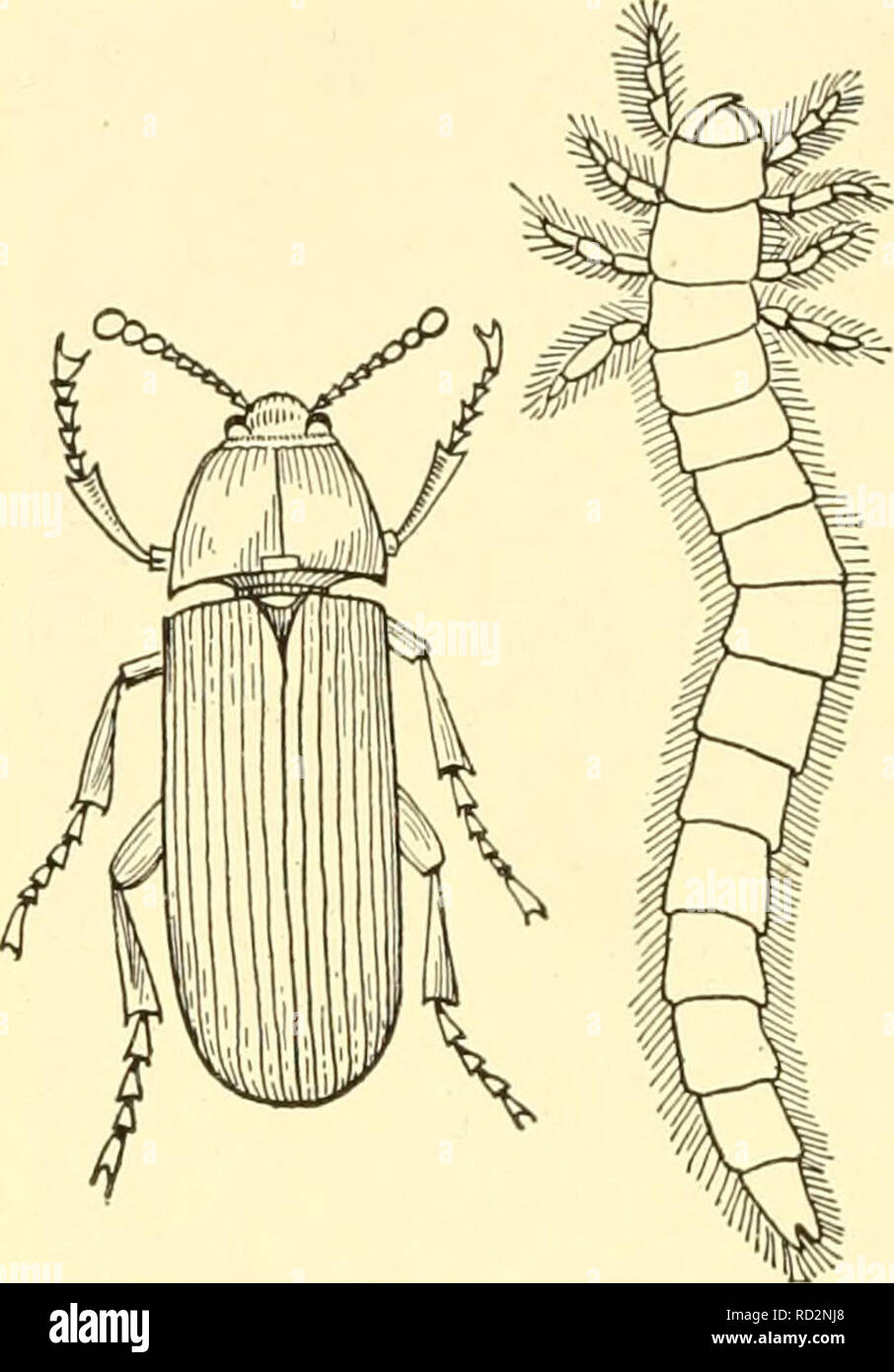 . Biologia elementare; una introduzione alla scienza della vita. Biologia. 414 Biologia elementare anche alcune delle formiche. In questo modo essi possono essere guardato come scavenger. E un paio di insetti, nel corso della loro attività predacious, divorare i moduli che capita di essere injuri- le unità organizzative per noi. Questo è illustrato da alcuni coleotteri come la coccinella, che mangiare pianta i pidocchi e quindi tenerli sotto controllo. Dobbiamo fare uso diretto di pochissimi insetti. Molte specie sono comunque di valore indiretto per noi come link importanti nella catena della vita che si estende dalla decomposizione di materia organica in corrispondenza di una estremità alla più grande usef Foto Stock . Biologia elementare; una introduzione alla scienza della vita. Biologia. 414 Biologia elementare anche alcune delle formiche. In questo modo essi possono essere guardato come scavenger. E un paio di insetti, nel corso della loro attività predacious, divorare i moduli che capita di essere injuri- le unità organizzative per noi. Questo è illustrato da alcuni coleotteri come la coccinella, che mangiare pianta i pidocchi e quindi tenerli sotto controllo. Dobbiamo fare uso diretto di pochissimi insetti. Molte specie sono comunque di valore indiretto per noi come link importanti nella catena della vita che si estende dalla decomposizione di materia organica in corrispondenza di una estremità alla più grande usef Foto Stock