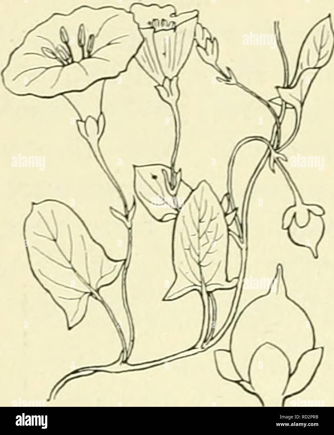 . De flora van Nederland. Piante. 70 â CONVOLVULACEAE. Â FAMILIE 89.. Convolvulus arvense Fiil. 82. Er komen echter su ook vrouwelijke bloemen voor, wier meeldraden niet openspringende, verdorrende helmknopjes hebben. Voorkomen in Europa en in Nederland. De impianto komt in Europa geheel in de zeeduinen voor en è bij ons vrij algemeen. Volksnamen. De namen duin-, strand- en zeewinde worden gebruikt. C. arvense') L Akker winde (fig. 82). De impianto è groen, kaal di kort behaard, heeft een dunnen, Langen, kruipenden wortelstok en windende di liggende, kantige stengels. De bladen zijn klein, gesteeld Foto Stock