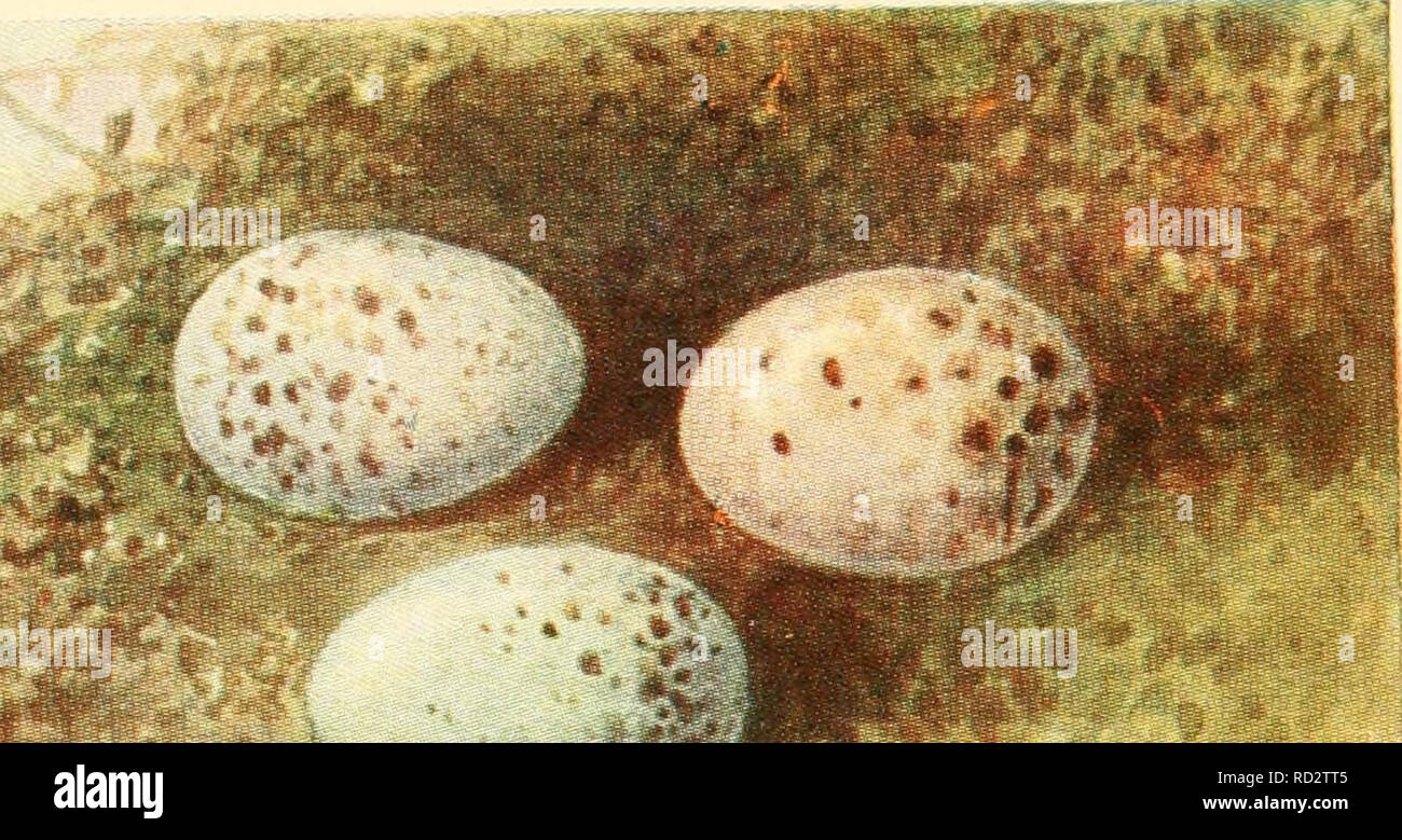 . . . Si prega di notare che queste immagini vengono estratte dalla pagina sottoposta a scansione di immagini che possono essere state migliorate digitalmente per la leggibilità - Colorazione e aspetto di queste illustrazioni potrebbero non perfettamente assomigliano al lavoro originale. Foto Stock