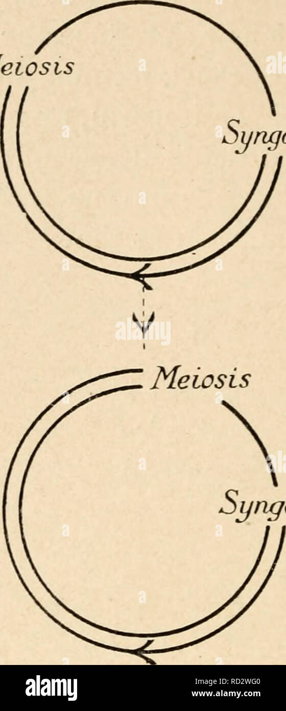 . Citologia, con speciale riferimento al nucleo metazoan. Le cellule. Singamia (30) II meiosi Syngojny Pteridophyla V singamia (30) Phaneroga rns. Si prega di notare che queste immagini vengono estratte dalla pagina sottoposta a scansione di immagini che possono essere state migliorate digitalmente per la leggibilità - Colorazione e aspetto di queste illustrazioni potrebbero non perfettamente assomigliano al lavoro originale. Agar, Wilfred Eade, 1882-. Londra, Macmillan Foto Stock