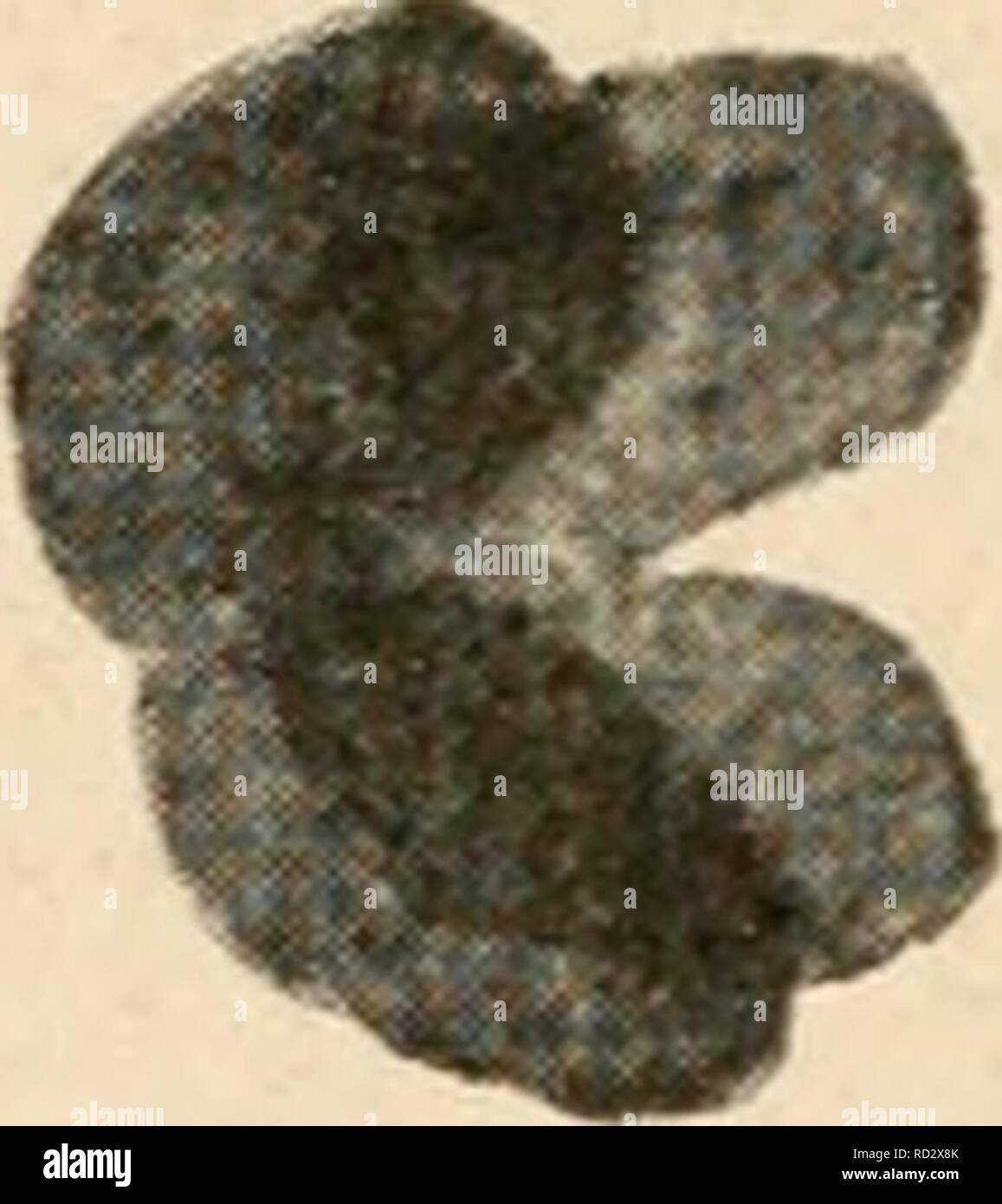 . Citologia, con speciale riferimento al nucleo metazoan. Le cellule. 1% f Fig. 65. It -^ " otto più grandi cromosomi di Lepidosiren. (Agar, D.J.M.S., 1913.), da un Gli spermatogoni! Anaphase; B, quattro bivalents formata mediante l'accoppiamento delle otto cromosomi (fine prophase I.); C, metafase I.; D, anaphase I., ciascuno diviso monovalente per la seconda divisione. Nota che i cromosomi 1 e 2 formano una V con parità di arti in un, e che ciascuna parte costituente della corrispondente è bivalente analogamente strozzata in porzioni uguali. Le altre tre coppie di cromosomi presentano disparità di arti, entrambi in e in Foto Stock