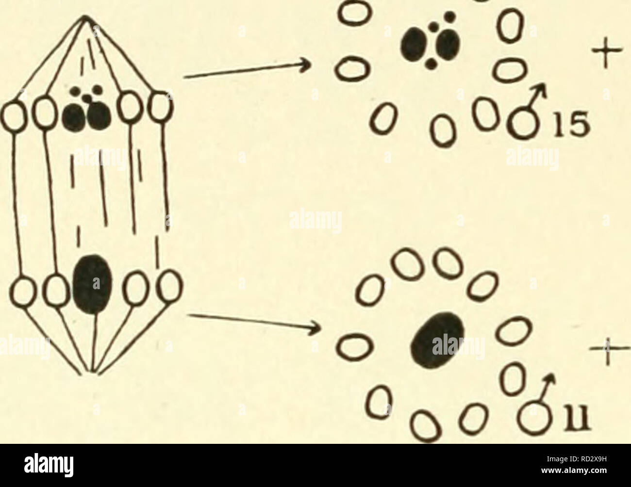 . Citologia, con speciale riferimento al nucleo metazoan. Cellule; citologia. io6 citologia l'ultimo caso è forse il più notevole, il X gruppo costituito da due grandi e tre piccolissime costituenti (Figg. 49, 50). Il cromosoma attrezzature di vari esempi è come segue (omettendo Protenor e Lygaeus, che sono già state trattate) : w' sta per il numero aploide di cromosomi ordinario e il AnaphaseJL in (S. Due classi di numero ridotto di sesso maschile e/emale spermatozoi. di cromosomi chromx)alcuni nel egq. gruppi. oOo oOo. o .-o   o 0009 ]5 0 * 0 930 Fig. 50. Schema di t Foto Stock