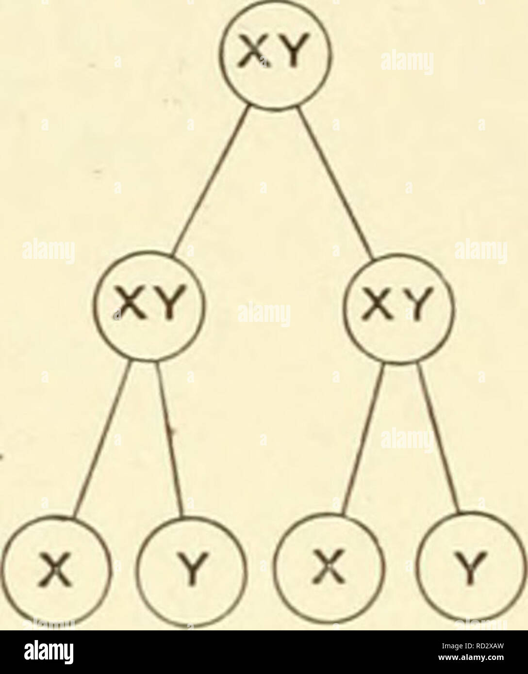 . Citologia, con speciale riferimento al nucleo metazoan. Cellule; citologia. 104 La citologia due modi diversi per ottenere lo stesso risultato finale-pro- riduzione dei due tipi di spermatozoi in numero uguale-possono essere rappresentati in un diagramma come segue : Prima divisione equatioual. Seconda divisione riduttivo. Prima divisione riduttivo. Seconda divisione equational. Spermatocyte I. Spermatocyte II. Spermatid.. Si prega di notare che queste immagini vengono estratte dalla pagina sottoposta a scansione di immagini che possono essere state migliorate digitalmente per la leggibilità - Colorazione e aspetto di queste illustrazioni potrebbero non perf Foto Stock