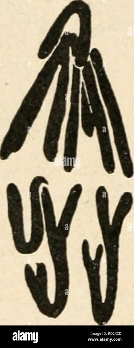 . Citologia, con speciale riferimento al nucleo metazoan. Le cellule. ^ B. Si prega di notare che queste immagini vengono estratte dalla pagina sottoposta a scansione di immagini che possono essere state migliorate digitalmente per la leggibilità - Colorazione e aspetto di queste illustrazioni potrebbero non perfettamente assomigliano al lavoro originale. Agar, Wilfred Eade, 1882-. Londra, Macmillan Foto Stock