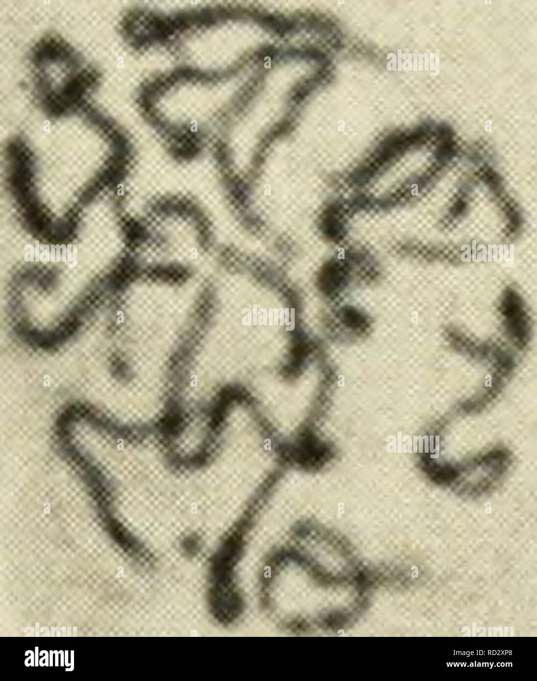 . La citologia. La citologia. ^T^JF*^ j9^ f^^. "9 -r *" ^ ) HO 0^ Figura 5-2. Fasi della mitosi nelle cellule meristematica di Pisiim: (1) inizio prophase; (2) mid-prophase; (3) fine prophase; (4) prometaphase; (5) la metafase; (6) inizio anaphase; (7) fine anaphase; (8) inizio telophase; (9) fine telophase. La mitosi e la meiosi / 121. Si prega di notare che queste immagini vengono estratte dalla pagina sottoposta a scansione di immagini che possono essere state migliorate digitalmente per la leggibilità - Colorazione e aspetto di queste illustrazioni potrebbero non perfettamente assomigliano al lavoro originale. Wilson, G. B. (George Bernard), 1914-; Morrison, John H. Foto Stock