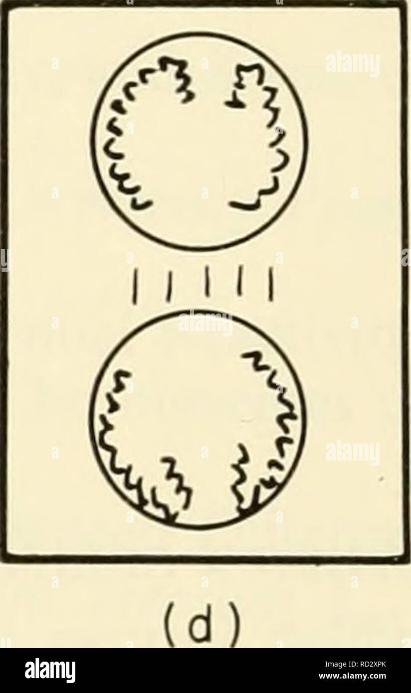 . La citologia. La citologia. La Figura 5-1. Rappresentazione schematica delle fasi di mitosi: (a) prophase; (b) la metafase; (c) anaphase; e (d) telophase. (Da Wilson, G. B., 1952. "Cenni di genetica", Michigan State University Press, East Lansing, Mich, Fig. 2, p. 6.) il nucleo in questa fase è come descritto nel capitolo 4. La cromoterapia- somes giacciono sotto forma di più o meno liberamente filettature a spirale, solitamente un po' appressed strettamente alla membrana. La maggior parte cytologists li considerano già duplicata e alcuni lavoratori credere loro di essere multipartitiche. Essi possono o non possono macchiare intens Foto Stock