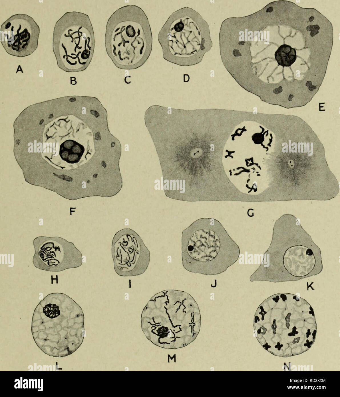 . Citologia, con speciale riferimento al nucleo metazoan. Cellule. ii meiosi 65 (4) non prevede alcuna fase comparabile alla vescicola germinale si verificano nella spermatogenesi ? L'indubbia correlazione tra le condizioni peculiari della vescicola germinale e la lunga durata del periodo di crescita nella femmina meiotica fase, e probabilmente anche con la deposizione di tuorlo, rende. Fig. 28. Vescicola germinale-come stadi nella spermatogenesi. A-G, Notodromas monacha (dopo Schmalz, R.Z., 1912) ; H-N, Scolopendra heros (dopo Blackman, B.M.C.Z.H., 1905). In entrambi i casi le principali fasi tra il pachytene Foto Stock