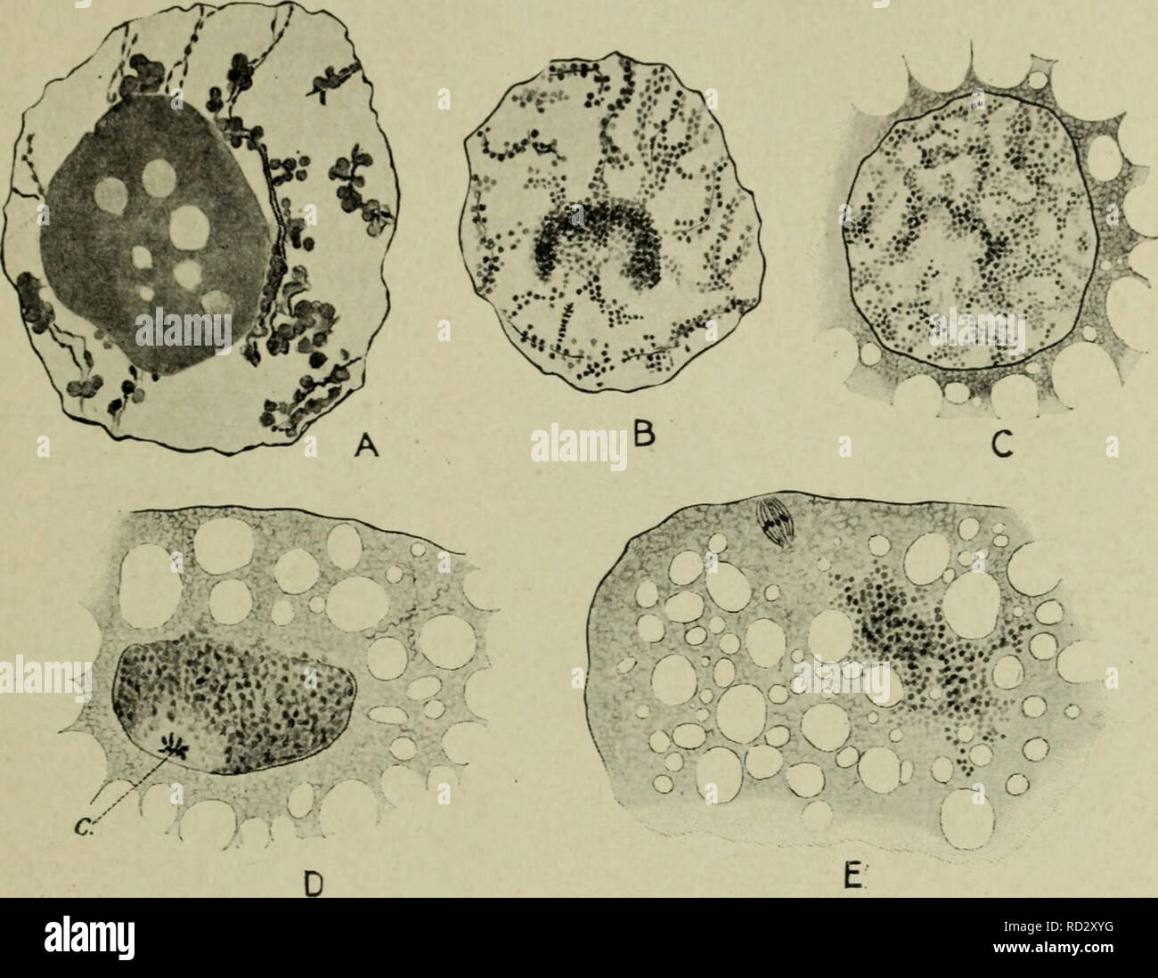 . Citologia, con speciale riferimento al nucleo metazoan. Cellule. ii meiosi nella femmina 63 natura (amphinucleoli), costituito da un plastin basi (plasmosome), ricoperti o impregnati di cromatina o un cromatina-come sostanza ; o i due componenti possono essere separati, in modo tale che il nucleolus consiste di due parti, una cromatina e una porzione plastin. Queste osservazioni si riferiscono in particolare alla principale nucleolus, che persiste a destra attraverso il periodo di crescita. In molti animali il nucleoli secondari che si sviluppano in seguito. Fig. "26. Mostra il destino dell'nucleolus in oogenesis di Daphnia pu Foto Stock