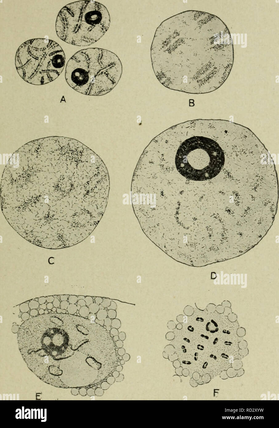 . Citologia, con speciale riferimento al nucleo metazoan. Cellule. ii meiosi nella femmina 6l vescicole germinali con cromosomi diffusa si trovano, ed è evidente che la bivalents risultanti da syndesis condensare in continuo. Fig. 25. I cromosomi durante il oogenesis di ricino Diaptomus dal pachytene stadio (A), attraverso la vescicola germinale stadio (B-E) per la condensazione della definitiva bivalents (F). (Matschek, R.Z., 1910.) nell'bivalents definitivo di metafase I. animali, tuttavia, che stanno effettuando l'uovo-sac contengono nel loro oviducts oociti con ben sviluppato in g Foto Stock