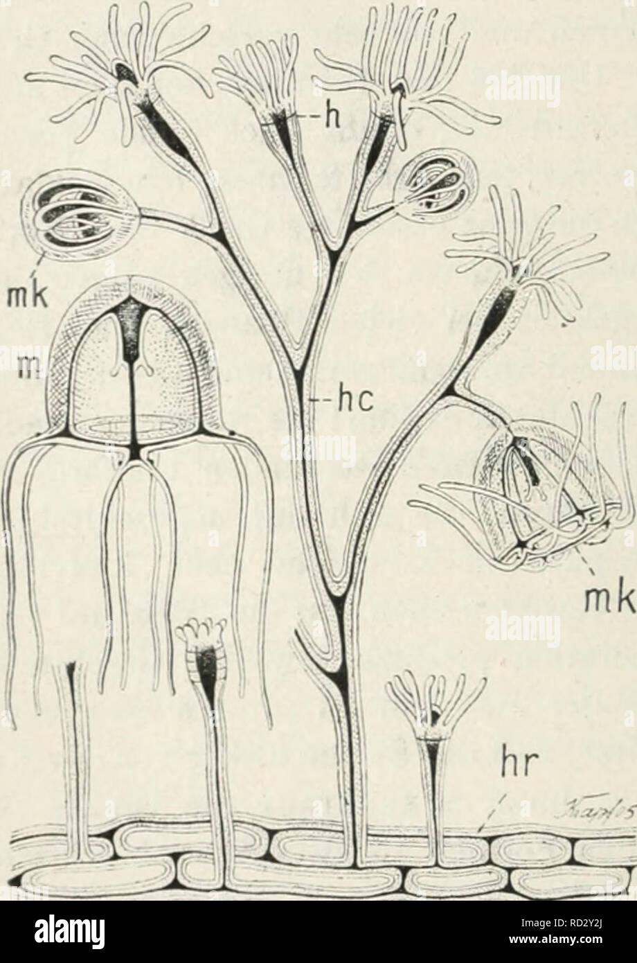 . Das Werden der Organismen; zur Widerlegung von Darwin's Zufallstheorie durch das Gesetz in der Entwicklung von Oscar Hertwig. Evoluzione; la vita (biologia). 266 Siebentes Kapitel. gainvillea ramosa (Fig. ^7) wurde die Medusenform Margeiis ramosa (m) und ebenso, zu Campanularia Johnstoni das Phialidium variabile, zu Syncoryne die Tiara pileata, zu Eudendrium ramosum die Lizzia Köllikeri als werdende geschlechtsreif forma hinzugesellt RSU. Wie aus diesen Beispielen hervorgeht, gehört zum vollen Verständnis des Artcharakters und zur erschöpfenden Begründung des Spezies- begriffes die Kenntnis des ga Foto Stock