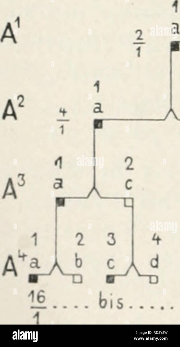 . Das Werden der Organismen; zur Widerlegung von Darwin's Zufallstheorie durch das Gesetz in der Entwicklung von Oscar Hertwig. Evoluzione; la vita (biologia). Un  -m   2  R  6 7  A 10 11 12 13  un  1f 15 16 'J4 'J^ iK lM IM '^'^ ..b.S 11. bis. 16 li.bl6. 5 8 9 9 la fig. 32- 16 werk (Fig. 35) sicher feststellen läßt. Die Drei Familien der F^- haben sich in der F*-generazione auf fünf vermelirt, wie aus der Ver- zweigung des Stammbaums hervorgeht {ck-cc-ci-CN-ce). Hierbei hat ein Sohn der Familie co^ seine Cousine aus der Familie co^ geheiratet,. Si prega di notare che queste immagini vengono estratte dalla scansione p Foto Stock