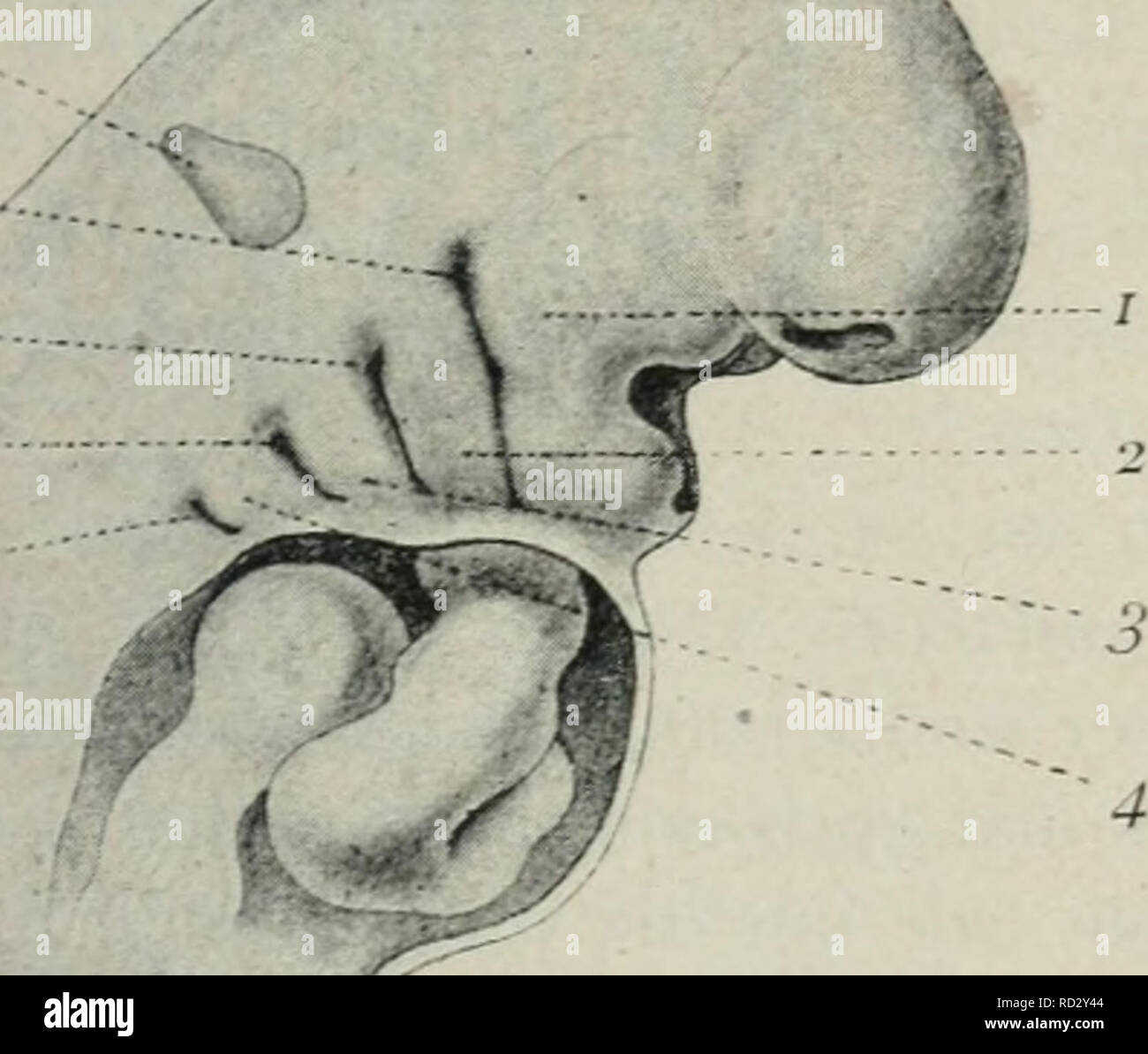. Das Werden der Organismen; zur Widerlegung von Darwin's Zufallstheorie durch das Gesetz in der Entwicklung von Oscar Hertwig. Evoluzione; la vita (biologia). Metamorphosenreihen in der Entwicklung der Wirbeltiere. 179 Skelett und ist dann dementsprechend auch grÃ¶Ãer und krÃ¤ftiger und in der arte ausgebildet, daÃ es wirklich als StÃ¼tze im Einklang zu Ausbildungszustand dem aller Ã¼brigen Organe funktionieren kann. Das gleiche wiederholt sich mit dem zweiten, von uns frÃ¼her unter schiedenen Entwicklungsstadium des Achsenskeletts. ¤WÃ hrend die un Fig. 21. uJ, ro Fig. 20. H. sp'^- sp' â. Si prega di non Foto Stock