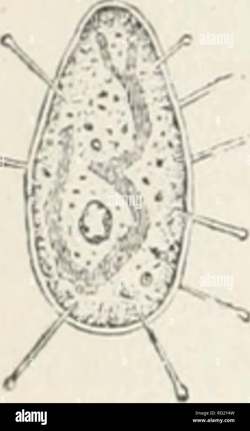 . Das Werden der Organismen; zur Widerlegung von Darwin's Zufallstheorie durch das Gesetz in der Entwicklung von Oscar Hertwig. Evoluzione; la vita (biologia). 122 Viertes Kapitel. Così lassen sich noch viele derartige Metamorphosen von einzelligen Organismen anführen, wobei die Arteigenschaften durch erbgleiche Tei- polmone auf äußerlich sehr verschiedene Zellenformen einfach übertragen .werden. Derartige Verhältnisse bei den Einzelligen sind ein Beweis schlagender, wie unrichtig es wäre, wenn wir aus dem Umstand, dass eine Zelle eine besondere Differenzierung erfahren und dadurch gewissermaßen ein neue Foto Stock