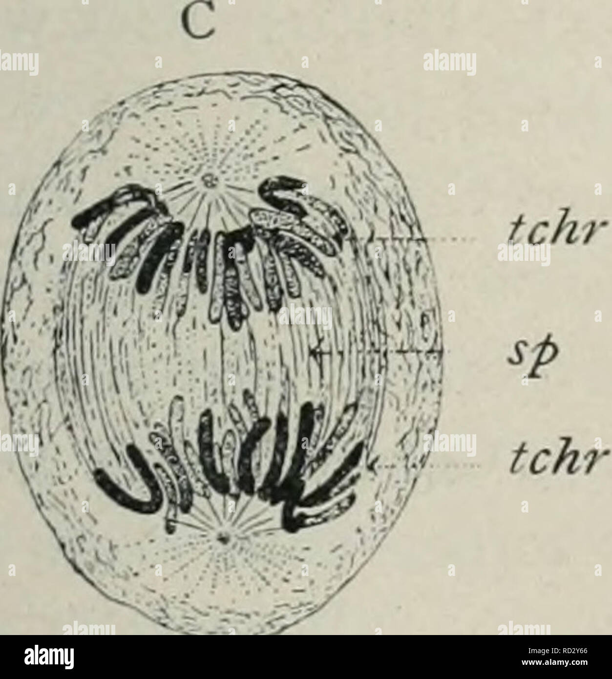 . Das Werden der Organismen; zur Widerlegung von Darwin's Zufallstheorie durch das Gesetz in der Entwicklung von Oscar Hertwig. Evoluzione; la vita (biologia). 4m^4 tchr â ' - tchr. Si prega di notare che queste immagini vengono estratte dalla pagina sottoposta a scansione di immagini che possono essere state migliorate digitalmente per la leggibilità - Colorazione e aspetto di queste illustrazioni potrebbero non perfettamente assomigliano al lavoro originale. Hertwig, Oscar, 1849-1922. Jena G. Fischer Foto Stock