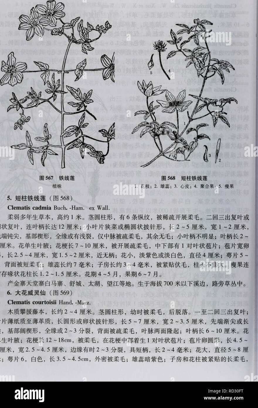 Da Bie Shan Zhi Wu Zhi Botanica 406 A A A Ae C C A A 567ecº E A 568c Ae Ecº E Ae Ae ª 1 E Aei 2 Eei 3 A C I 4 Eaaei 5 C Ae 5 C Ae Ecº E I A 568 Clematis Cadmia Buch Prosciutto Ex Muro Aea A A Ceae I E Cº 1c Aeaae A I Ae6ae Cºµcº I E C Da Bie Shan Zhi Wu Zhi Botanica 406 A A A Ae C C A A 567ecº E A 568c Ae Ecº E Ae Ae ª 1 E Aei 2 Eei 3 A C I 4 Eaaei 5 C Ae 5 C Ae Ecº E I A 568 Clematis Cadmia Buch Prosciutto Ex Muro Aea A A Ceae I E Cº 1c Aeaae A I Ae6ae Cºµcº I E C