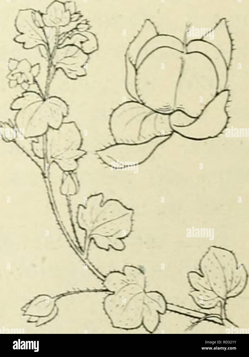 . De flora van Nederland. Piante. Veronica polita Fig. 205. De bloemen zijn klein, staan alleen in de bladoksels, opstelen, die korter di iets langer zijn dan de bladen, in wier oksels zij staan. Zij zijn ten slotte naar beneden gebot];en. De kelk heeft 4 razza eironde, eenigszins spitse, aan den voet weinig aangedrukt behaarde kelkslippen. De bloem- kroon è doncurblauw, zeldzamer wit zij è iets langer dan di evenlang als de kelk. De meel- draden zijn dicht boven den onderrand der bloem- kroon ingeplant. De stijl è 1 mM lang en steekt boven de insnijding uit. De doosvrucht (fig. 205) è 4- Foto Stock