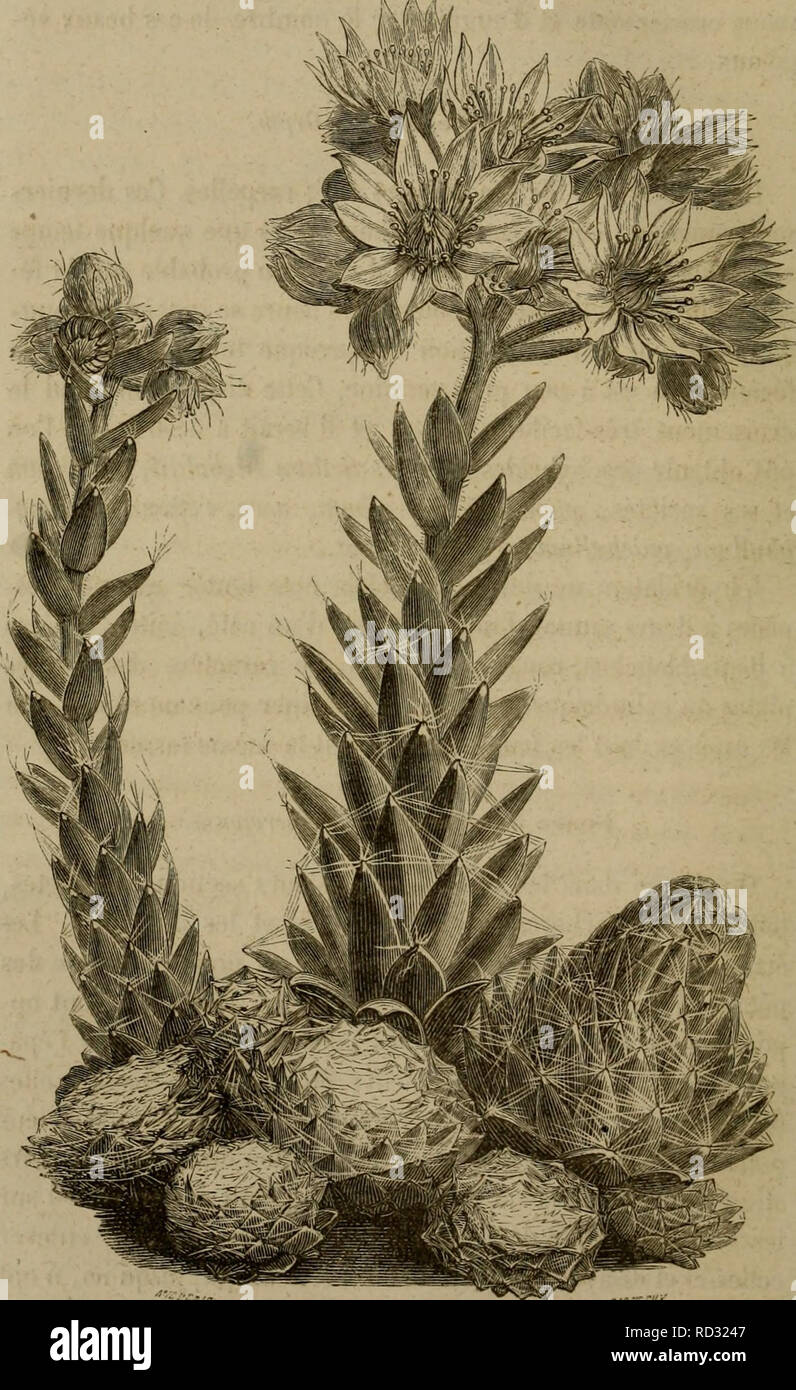 . De la fécondation naturelle et artificielle des Végétaux et de l'ibridazione, considérée dans ses Rapports Avec l'orticoltura, l'agriculture et la silvicoltura, contenant les moyens pratiques d'opérer l'ibridazione et de créer facilement des variétés nouvelles. La fecondazione di piante; ibridazione vegetale. 218 FECONDATION iNATURELLE ET ARTIFICIELLE.. (Irav. .'&Gt;". - .Loiiljnrbc loiiieuteuse, ;;iaiiUt'ur n.itiircllc.. Si prega di notare che queste immagini vengono estratte dalla pagina sottoposta a scansione di immagini che possono essere state migliorate digitalmente per la leggibilità - Colorazione e aspetto di questi illustrat Foto Stock