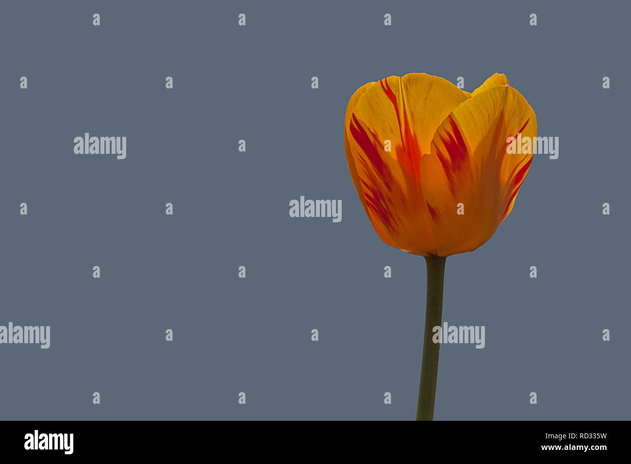 Un singolo giallo striato rosso tulip Foto Stock