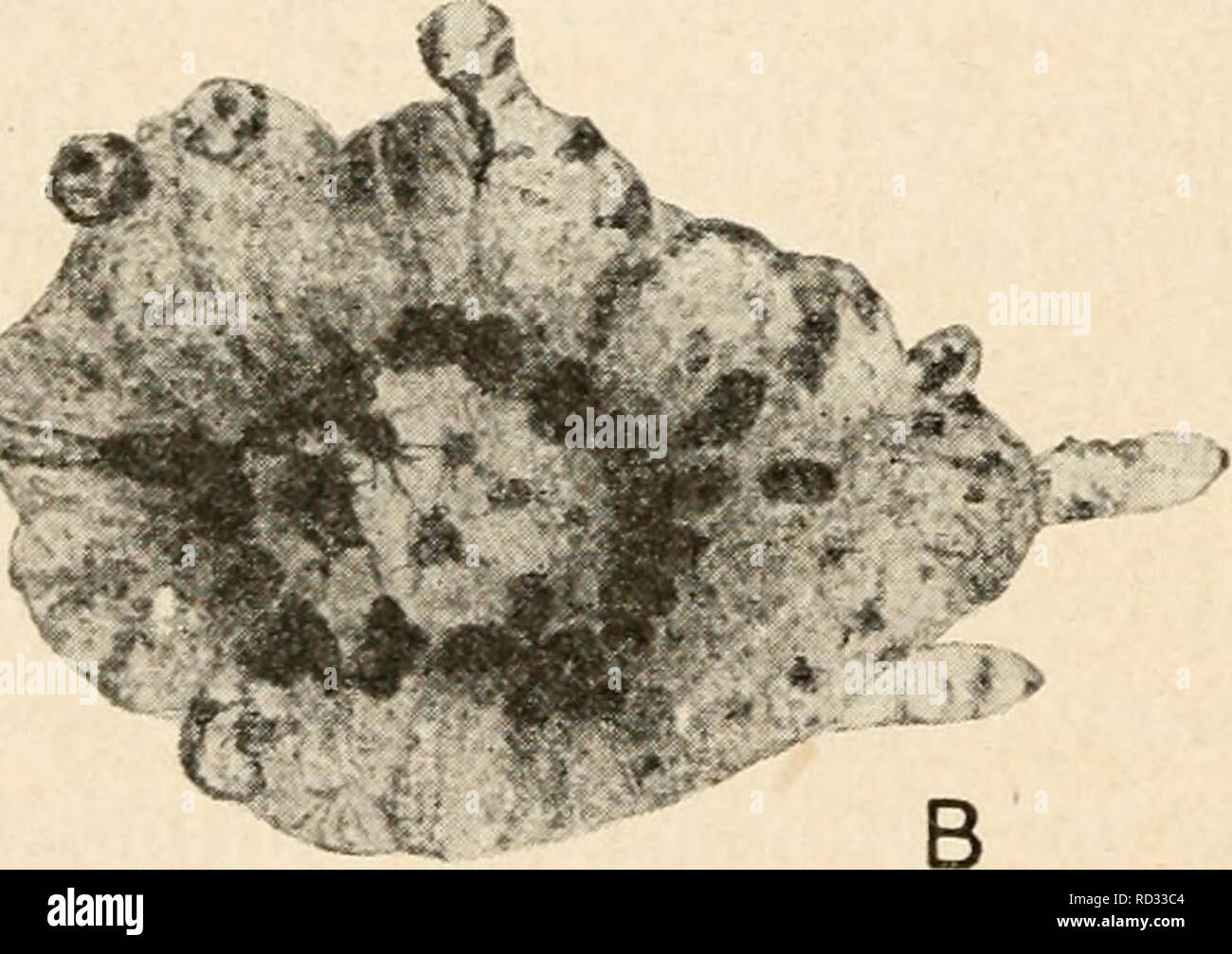 . Citologia, con speciale riferimento al nucleo metazoan. Cellule di struttura più grossolana può contenere più grandi masse di cromatina che non dovrebbe ricevere tale titolo. Non esiste alcuna regola generale può essere determinato come il rapporto della karyosomes del nucleo di appoggio alla telophase o prophase cromosomi. In alcuni casi essi sono porzioni di cromosomi che hanno fallito a subire la dissoluzione telophase e rimangono come compatto blocchi di cromatina. Questo è ben visibile in Fig. 9 [Lepidosiren). Qui i cromosomi anaphase formano un anello denso (piastra figlia), gli apici della parte a forma di V della cromosomi essendo sulla parte interna Foto Stock