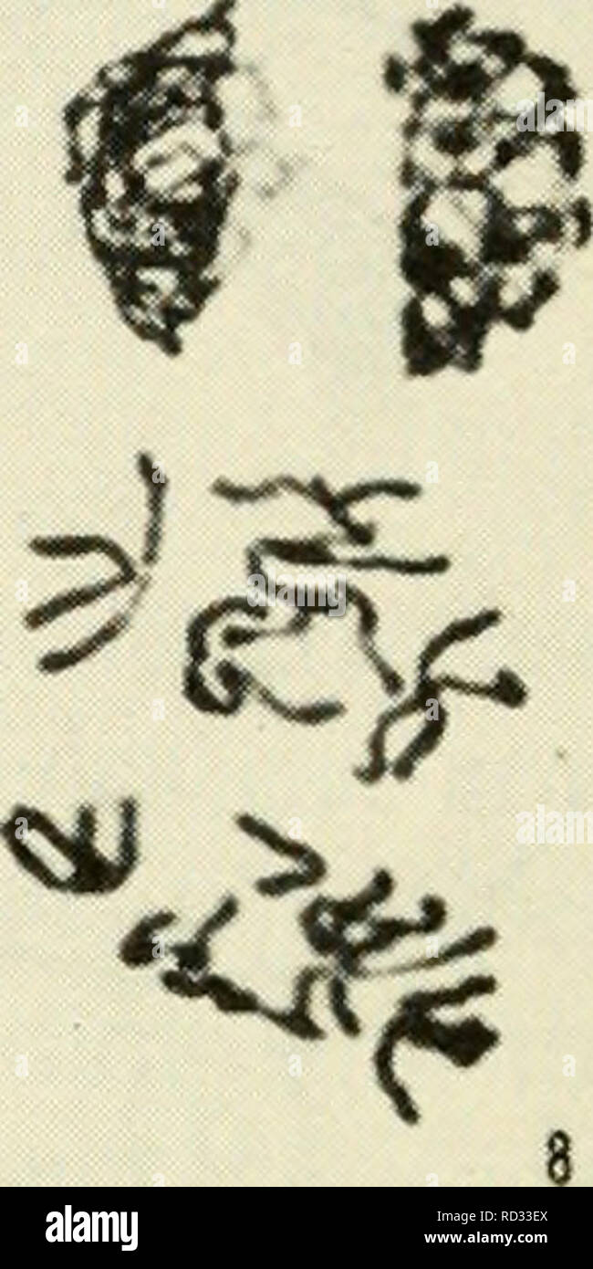 . La citologia. La citologia. '^f I / ^7 se'/ ,' '' ^ ^ Una â ^ '^^h" "A-. -T ^ ^ 11 ^ Figura 5-7. Fasi della meiosi in Microsporocytes di Podophyllum: (1) zygotene; (2) pachytene; (3) diplotene; (4) diakinesis; (5) metafase I; (6) anaphase I; (7) telophase I; (8) prophase II; (9) la metafase II; (10) anaphase II; (11) primi telophase II; (12) fine telophase II. (Cortesia di Miss N. Gabriele MLihling, Montana State University.) 128 / Capitolo 5. Si prega di notare che queste immagini vengono estratte dalla pagina sottoposta a scansione di immagini che possono essere state migliorate digitalmente per la leggibilità - Colorazione e aspetto di questi Foto Stock