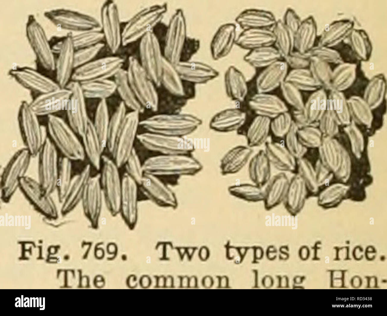 . Dell'enciclopedia delle colture di fattoria. La produzione agricola; l'agricoltura. Fig. 768. Riso {Oryza sativa). Fiorellino aperto.sliow- in g rtower con due stigm.come !iiid sei stami. Fig. 531 8 ii o w s il hahit di impianto llie. Il raccolto in tutti gli stati a sud del fiume Ohio, specialmente su terreni ora considerate rifiuti a causa di insufficiente drenaggio. Ovunque acqua fresca si trova in abbondanza e può essere economicamente ap- impaccati per le terre entro la zona di riso, si rivelerà un raccolto redditizio e diventerà il fiocco. Negli Stati Uniti la produzione di riso è stata limitata principalmente al sud costa atlantica membri un Foto Stock