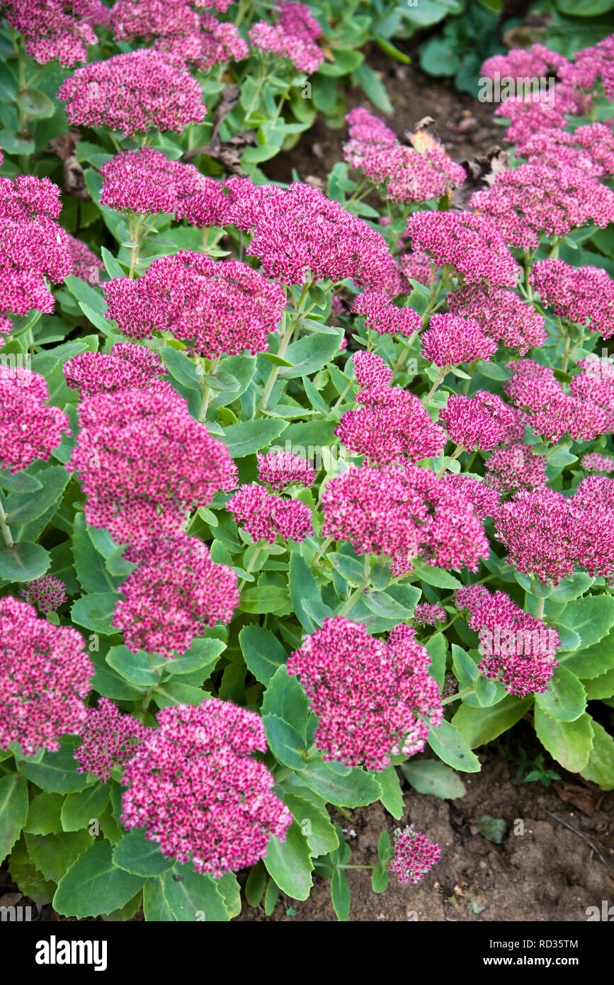 Fowering Sedum herbstfreude crescendo in una frontiera aperta. Foto Stock