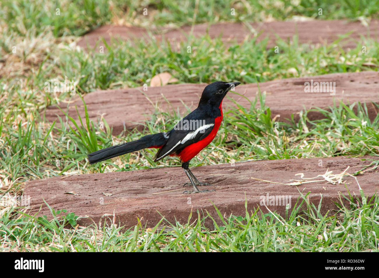 Crimson-breasted shrike o gonolek (Laniarius atrococcineus) in un giardino nel nord della Namibia. Foto Stock