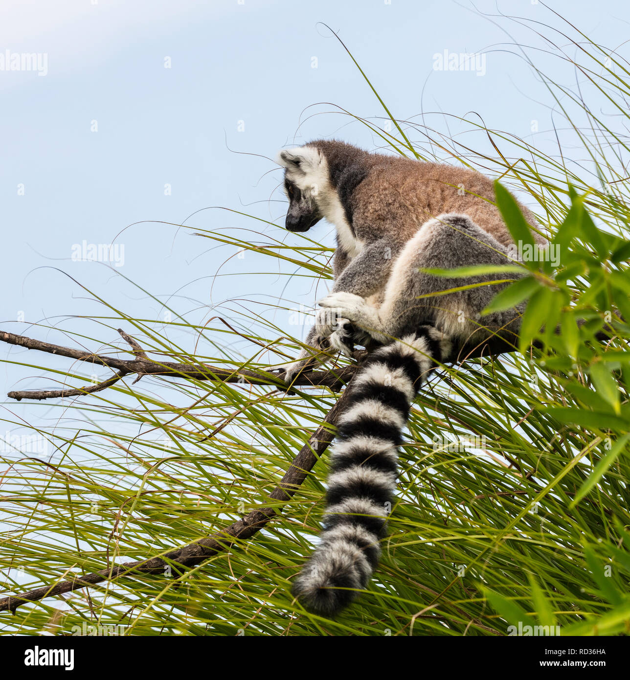 Anello-tailed lemur (Lemur catta, famiglia: Lemuridae). Foto Stock