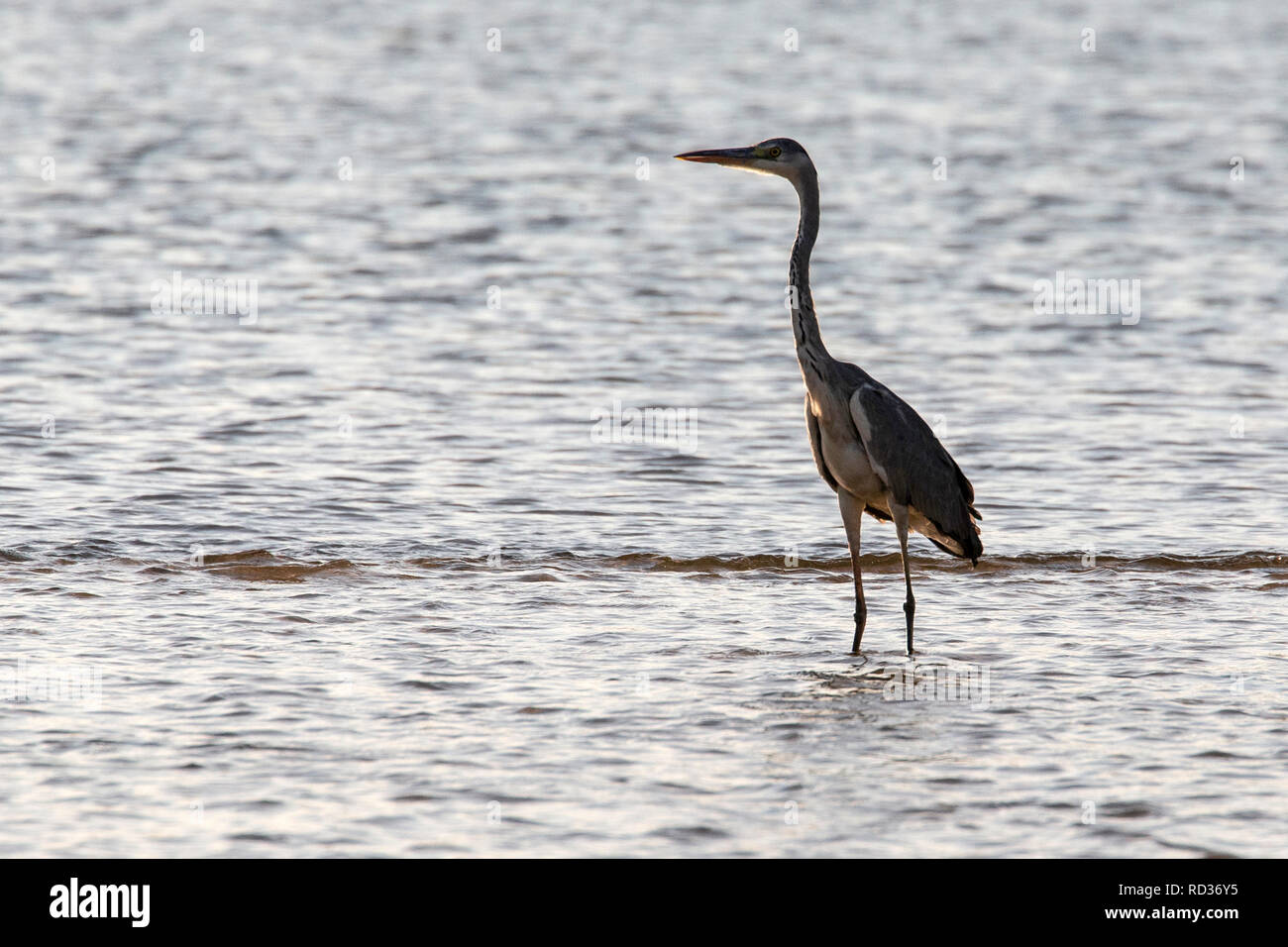 Un Airone cinerino (Ardea cinerea) stando in piedi nelle secche di un sandbank sul fiume Zambesi. Foto Stock