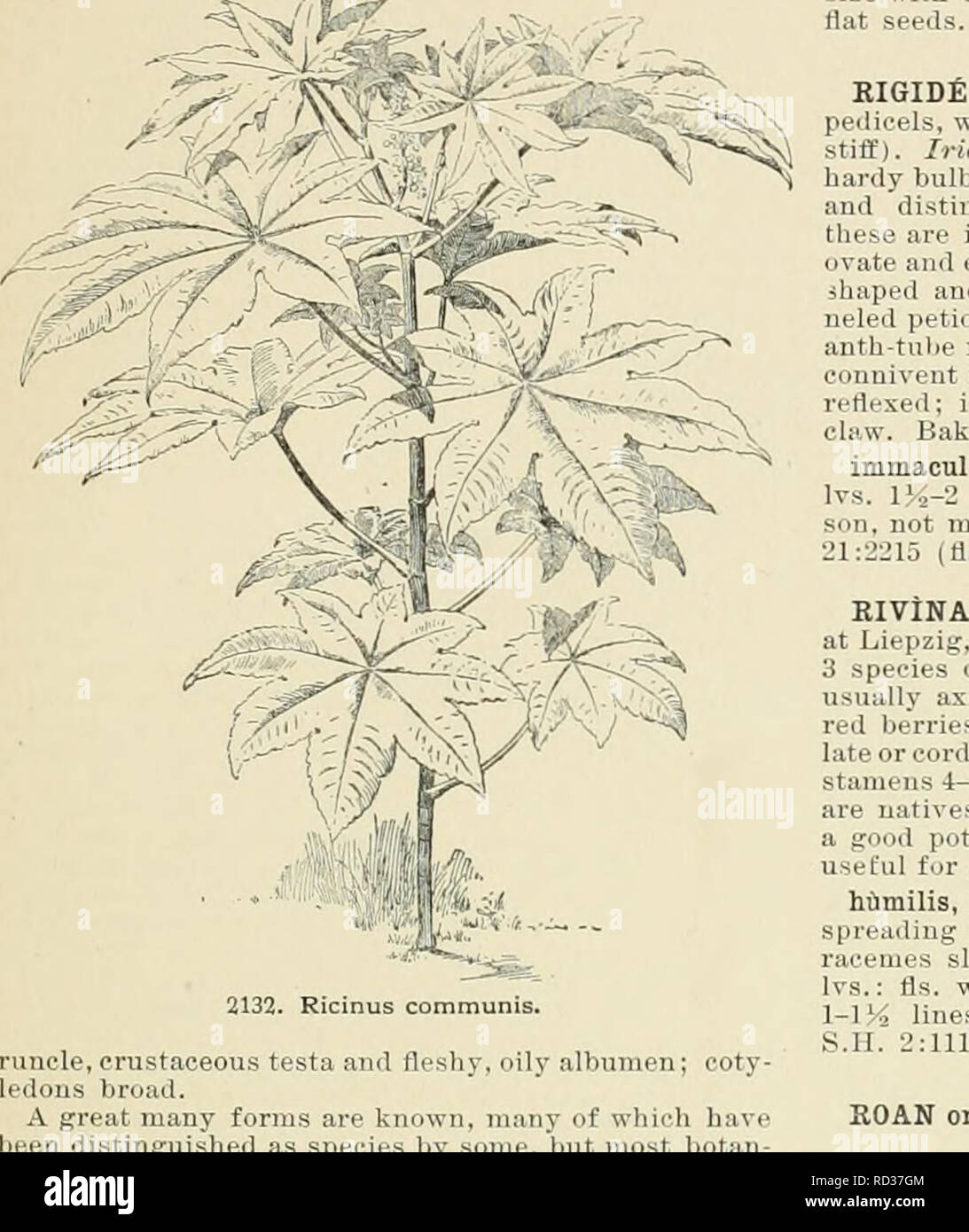 . Dell'enciclopedia di American orticoltura comprendente suggerimenti per la coltivazione di piante orticole, descrizioni delle specie di frutta e ortaggi, fiori e piante ornamentali vendute negli Stati Uniti e in Canada, insieme geografico e biografie. Il giardinaggio. EICINUS auch ramificato, ciascuno con moltissimi antere; rudinieut di pi til nessuno il sensore a prospezione anteriore inferiore più pistillate pedicelled sepali molto stjlea decidui 3 cappuccio plumose iile 3 loculed 3 seminate in modo esplosivo che separa: in 2 vih ed coccaa quando semi maturi di forma ovoidale con una grande ca 1537 n " I ^ e ilui 1.11 ho 111 [ Bean Cas Foto Stock