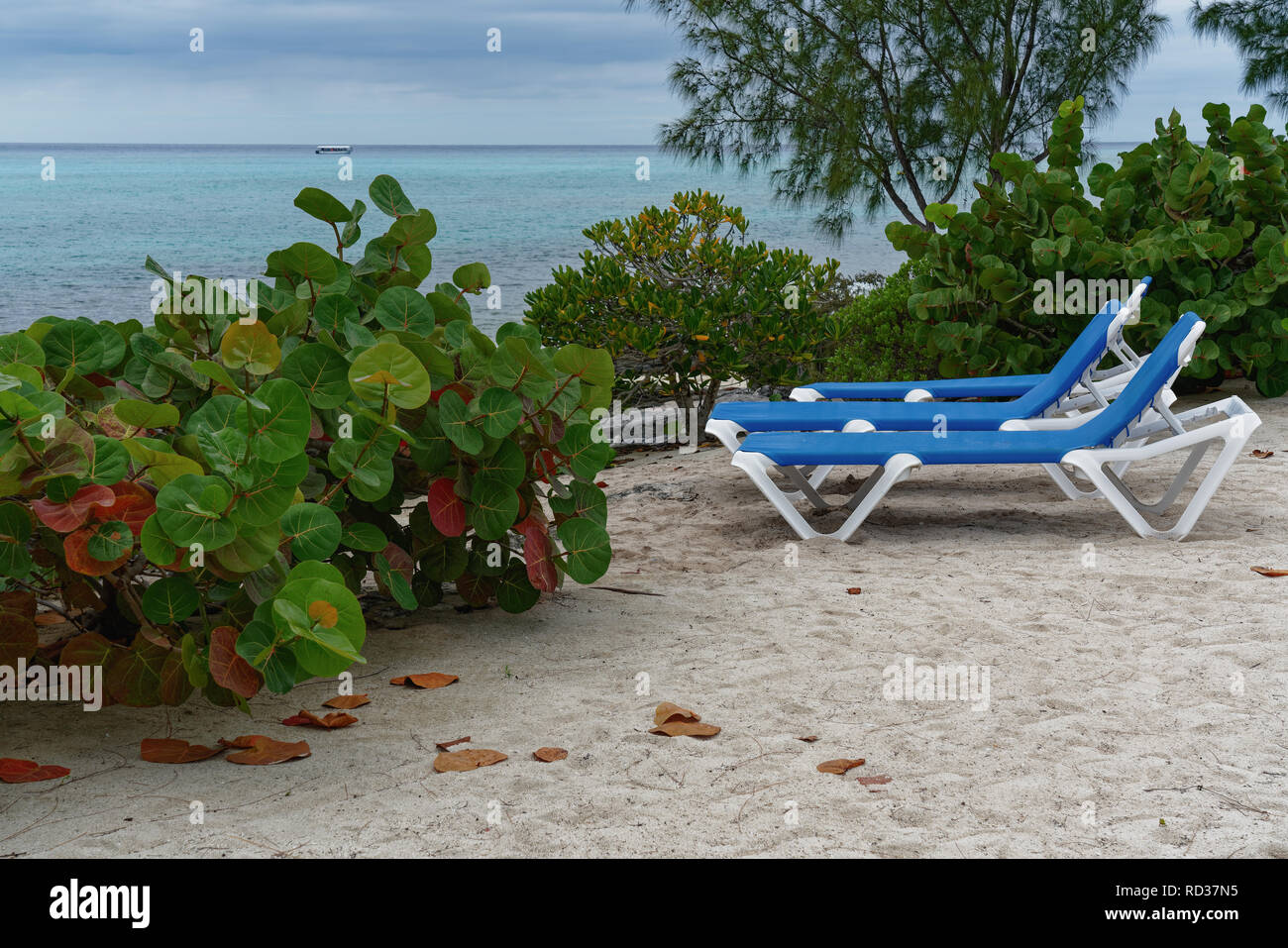 Un luogo per rilassarsi sulla spiaggia in Bahamas nelle isole dei Caraibi con blue chaise longue nella sabbia rivolta verso l'acqua Foto Stock