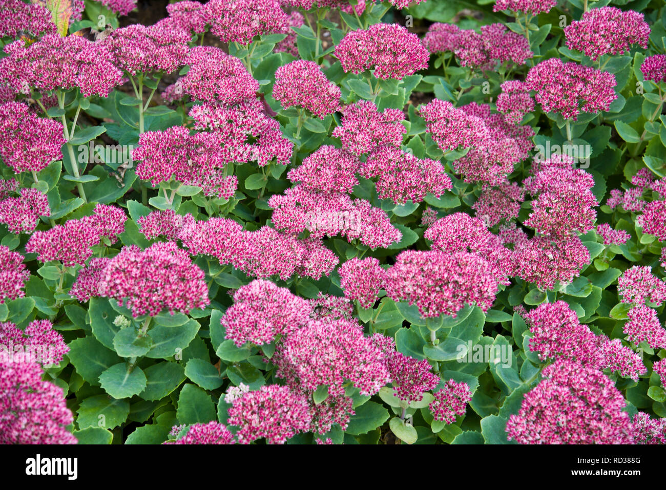 Fowering Sedum herbstfreude crescendo in una frontiera aperta. Foto Stock