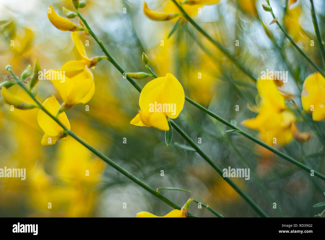 Texture di giallo dei fiori di campo, catturati nei boschi, prese con ampia apertura Foto Stock