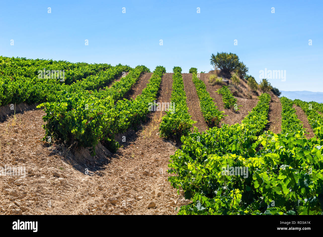 Vigneto a La Rioja Alavesa, Paesi Baschi Foto Stock