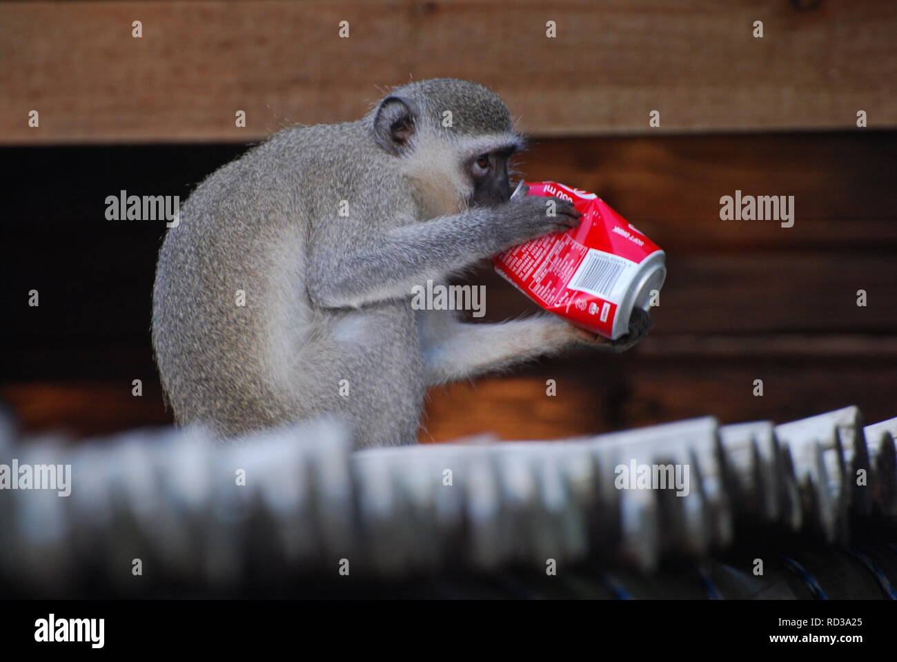 Wild Vervet monkey bevendo un drink cola può vicino alla Baia di Sodwana potete,Sud Africa Foto Stock
