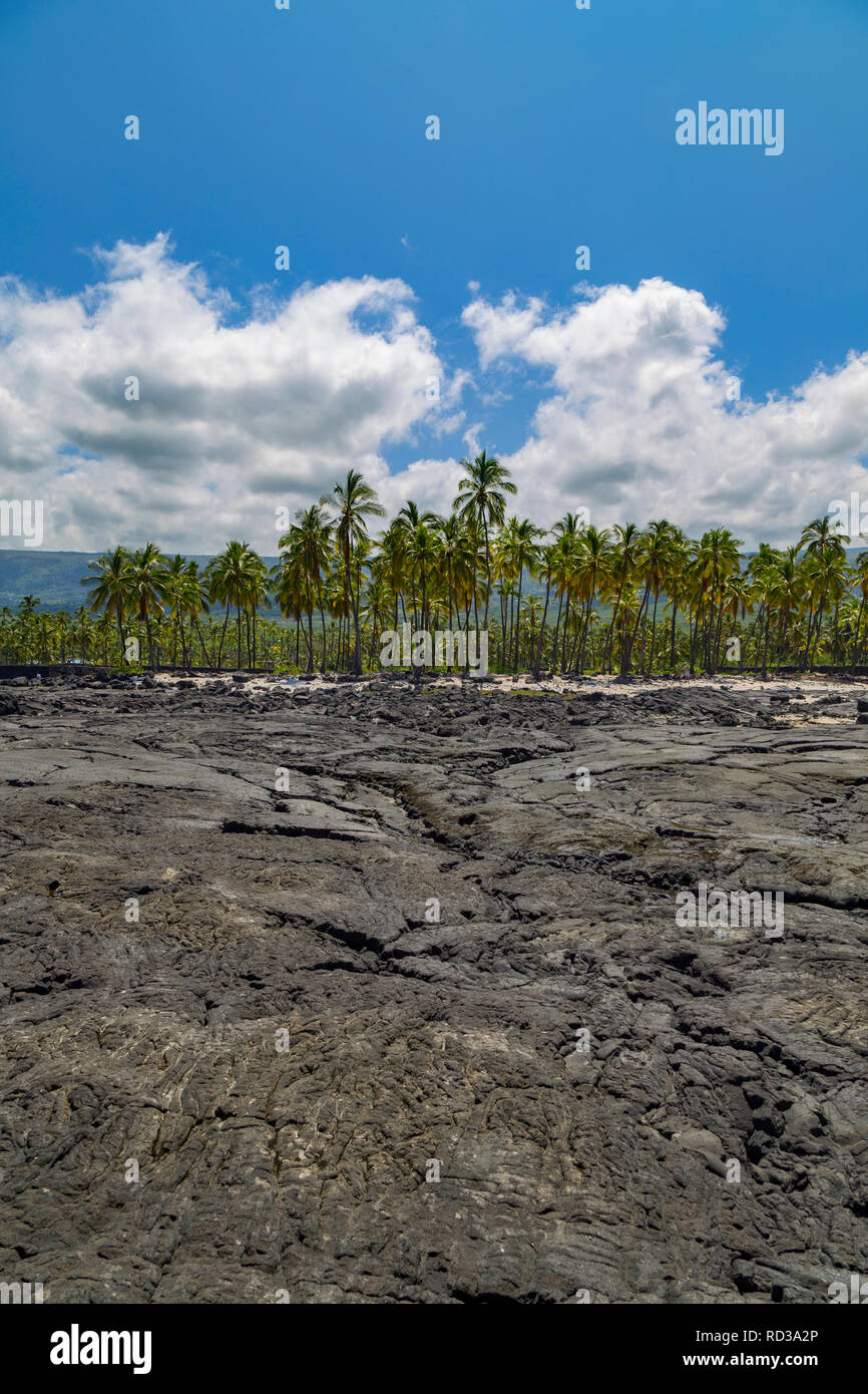 Il Palm Grove e campo di lava dietro Puuhonua O Hōnaunau/luogo di rifugio Parco Nazionale Storico Hawaii Foto Stock