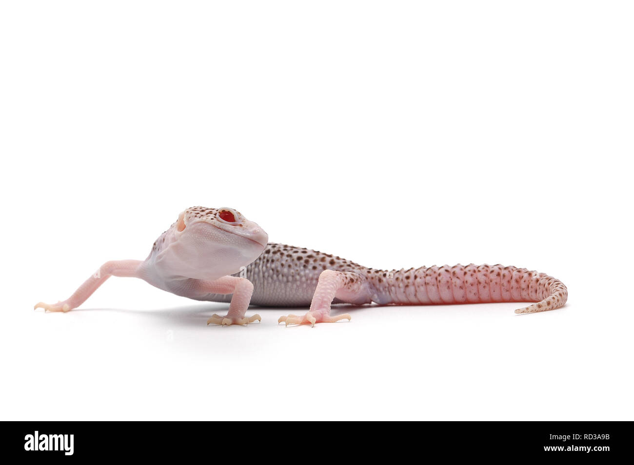 Leopard Gecko isolati su sfondo bianco Foto Stock