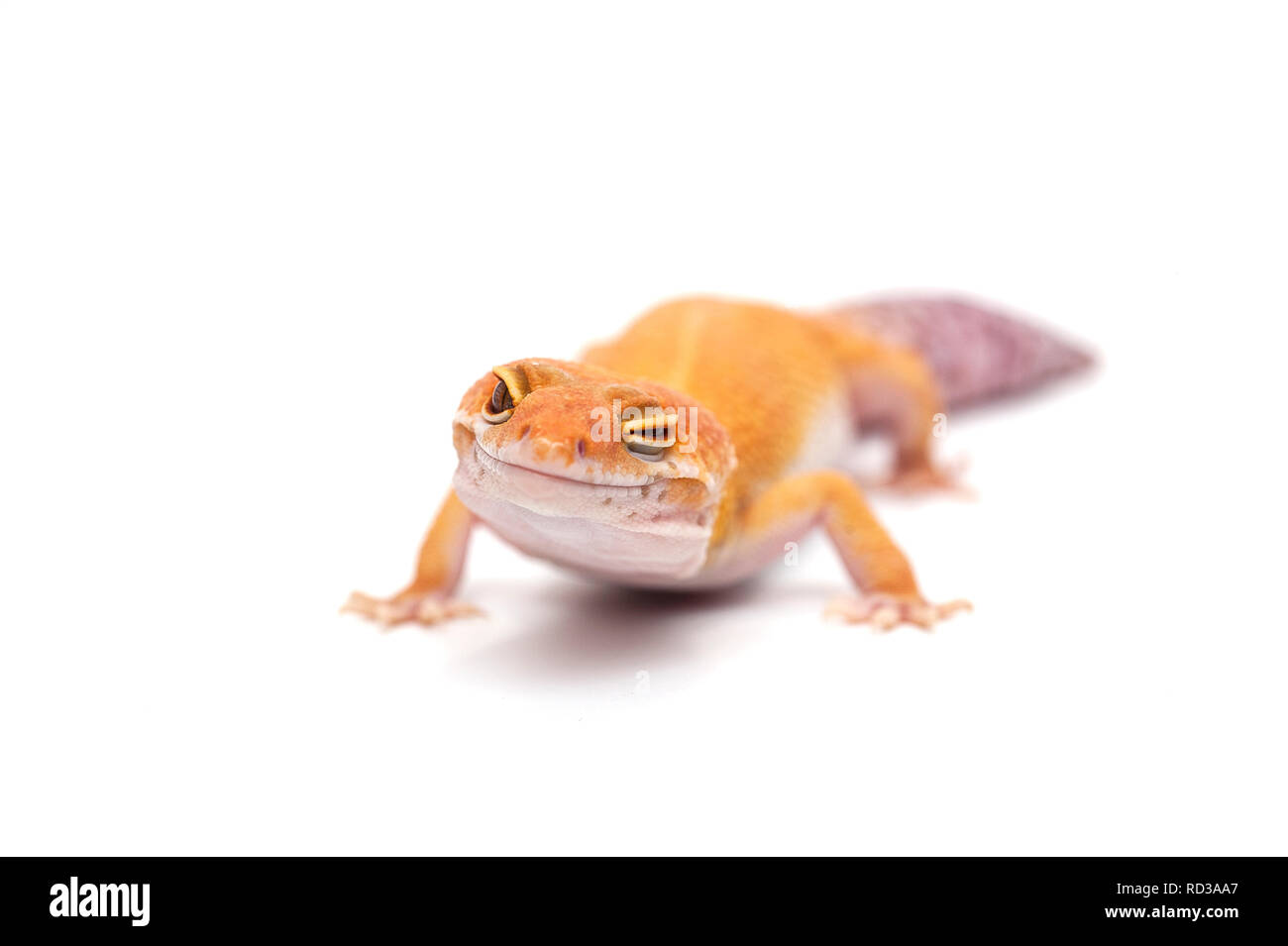 Leopard Gecko isolati su sfondo bianco Foto Stock