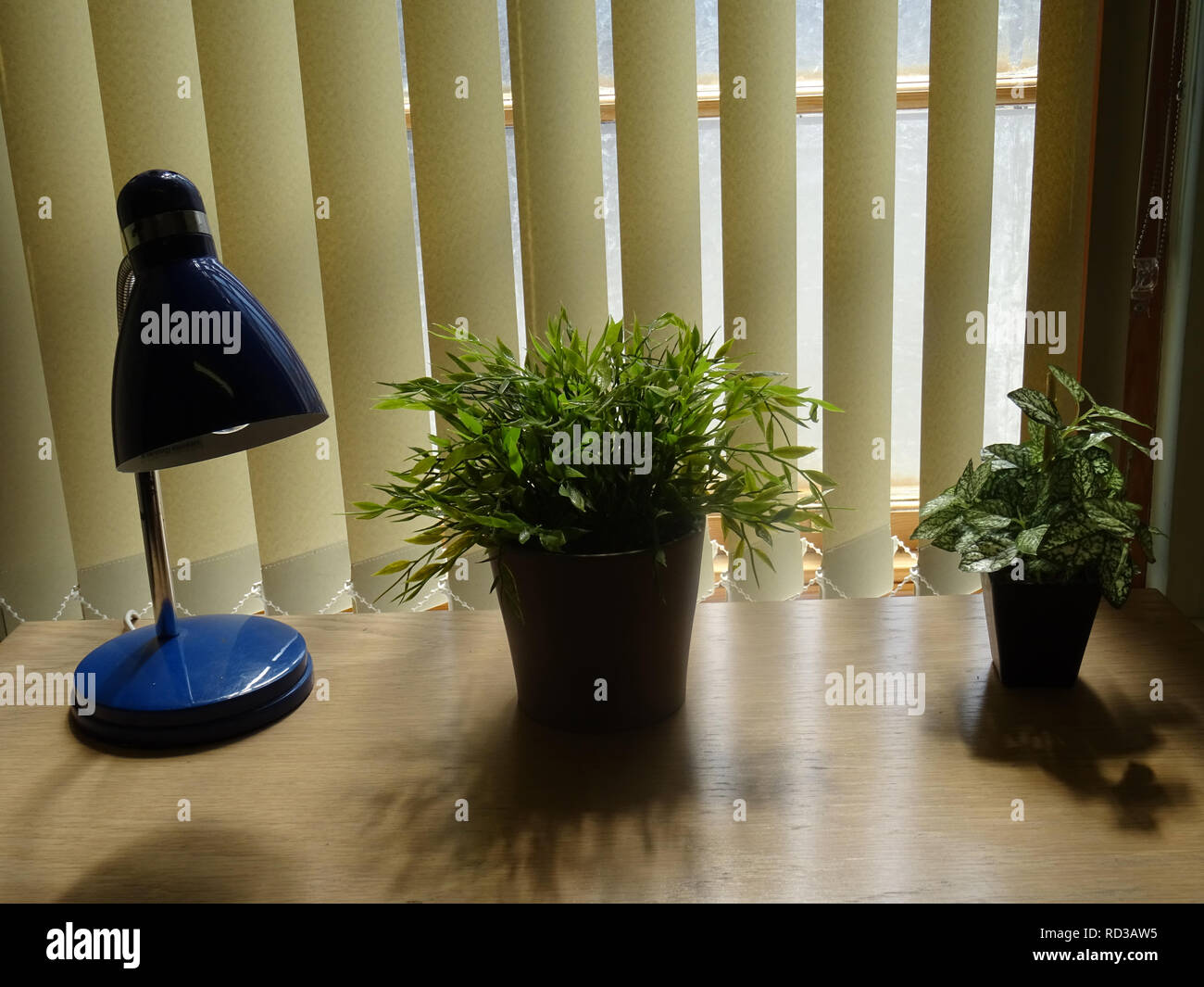 Impianti di ufficio dalla finestra e una lampada da tavolo Foto Stock