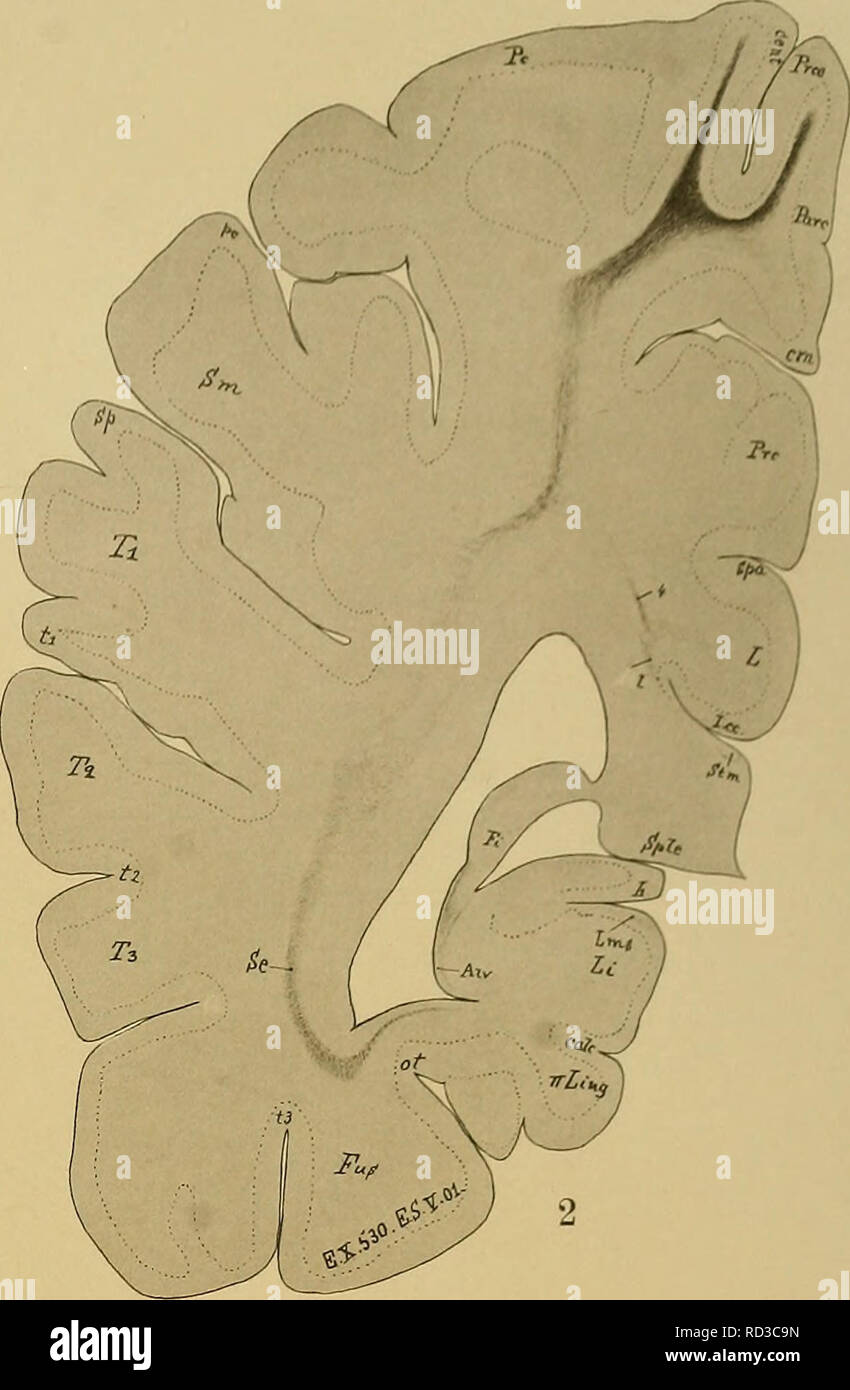 . Denkschriften der Medicinisch-Naturwissenschaftlichen Gesellschaft zu Jena. O.Vogt, Neurobiologische Bd. 1,'IAF. 07.. Verlag von Gustav Fischer, Jena. Si prega di notare che queste immagini vengono estratte dalla pagina sottoposta a scansione di immagini che possono essere state migliorate digitalmente per la leggibilità - Colorazione e aspetto di queste illustrazioni potrebbero non perfettamente assomigliano al lavoro originale. Medizinisch-naturwissenschaftliche Gesellschaft zu Jena. Foto Stock