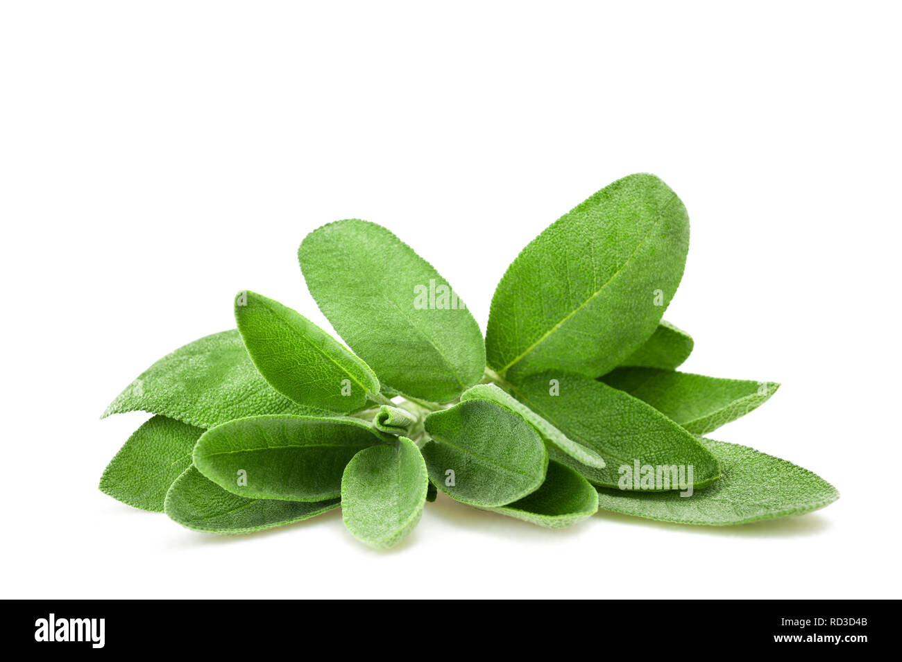 Salvia fresca di ciuffo isolato su sfondo bianco Foto Stock