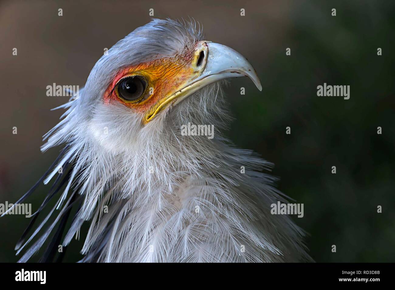 Close-up di una testa dell' uccello, Giappone Foto Stock